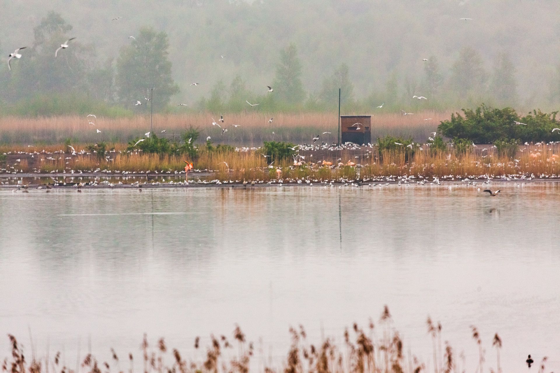 Biologische Station, Zwillbrocker Venn, Flamingos