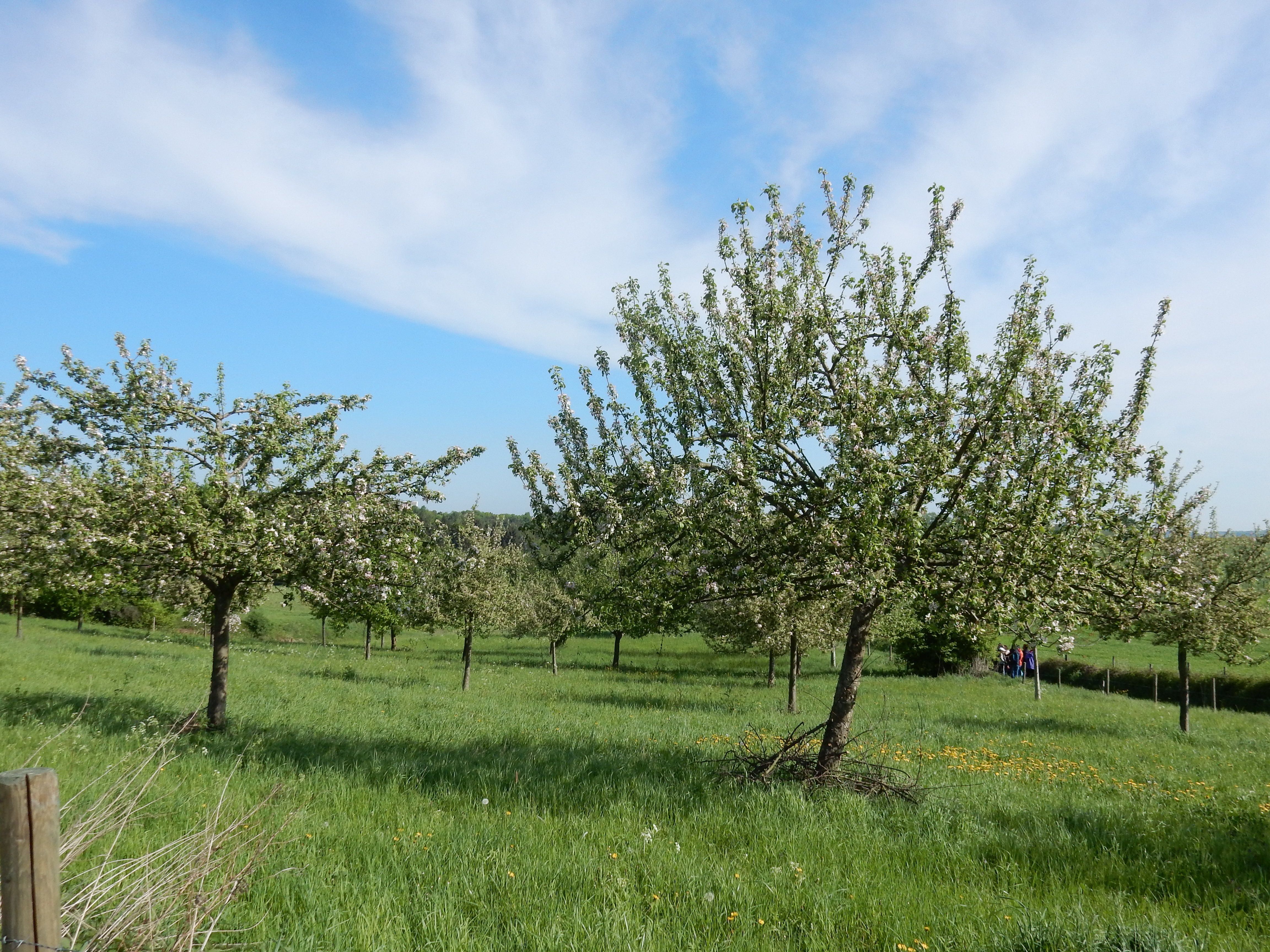 Streuobstwiese im Naturpark Rheinland