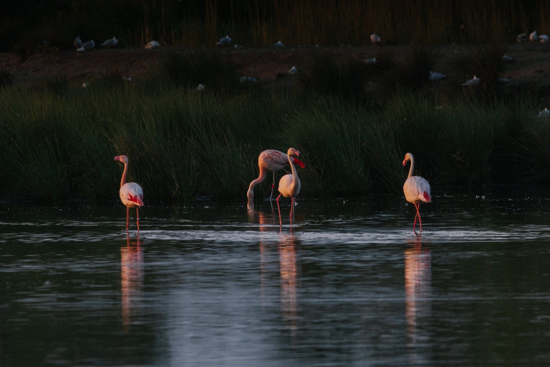 Zwillbrocker Venn flamingos