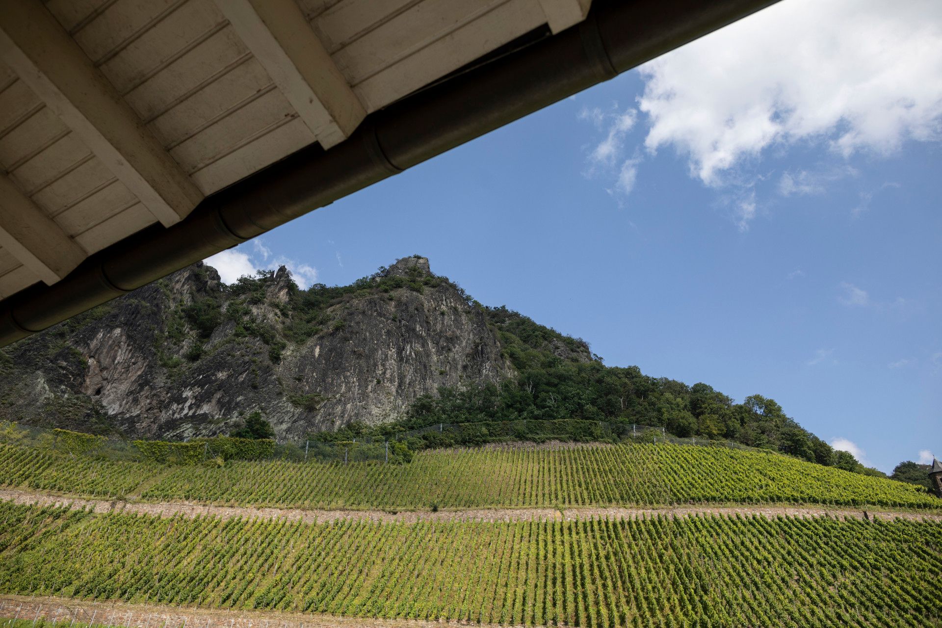 Weinberge im Siebengebirge, Rhein-Sieg-Kreis