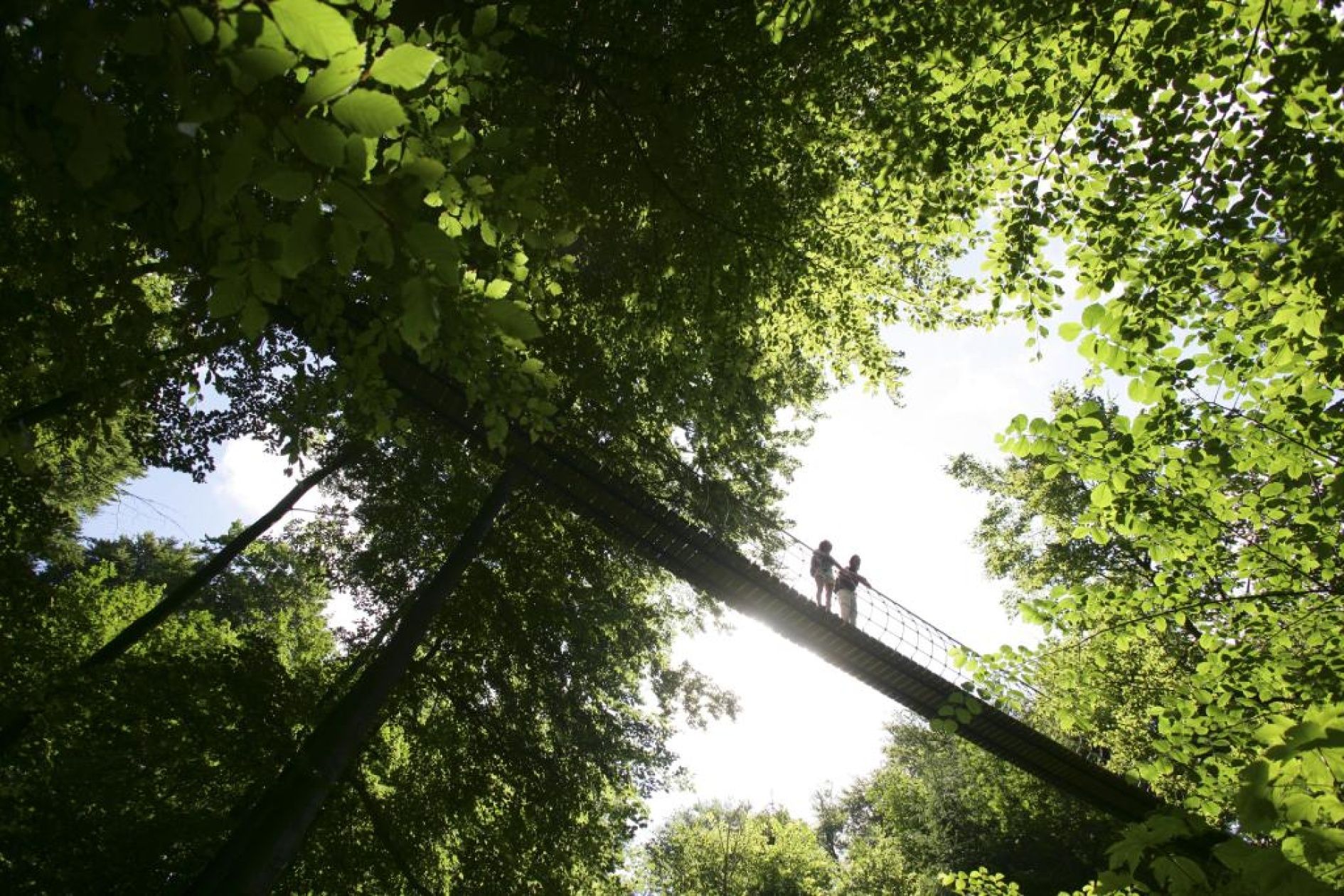 Suspension bridge near Kühhude on the Rothaarsteig