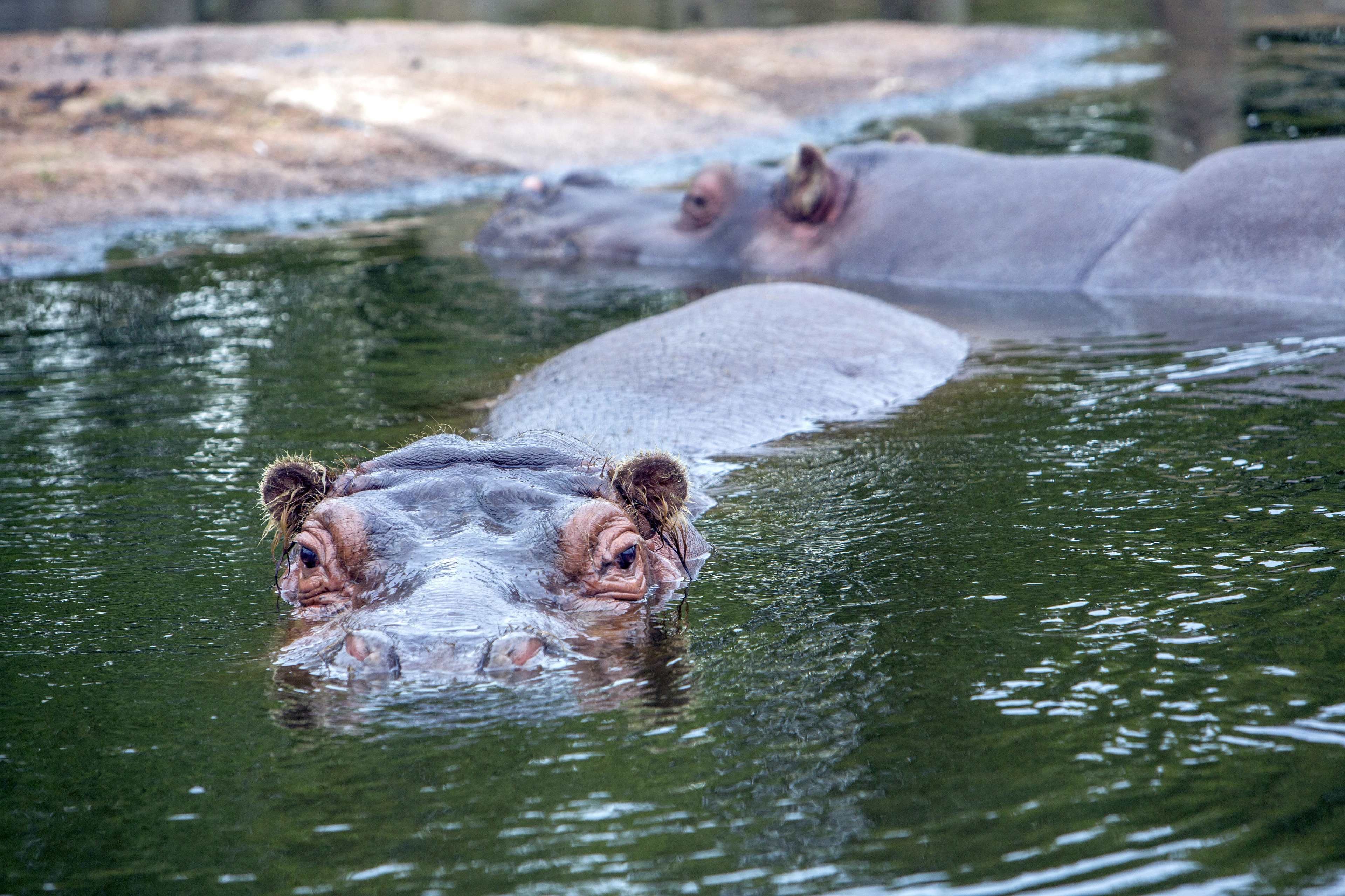 Hippopotamus at the Zoom Erlebniswelt