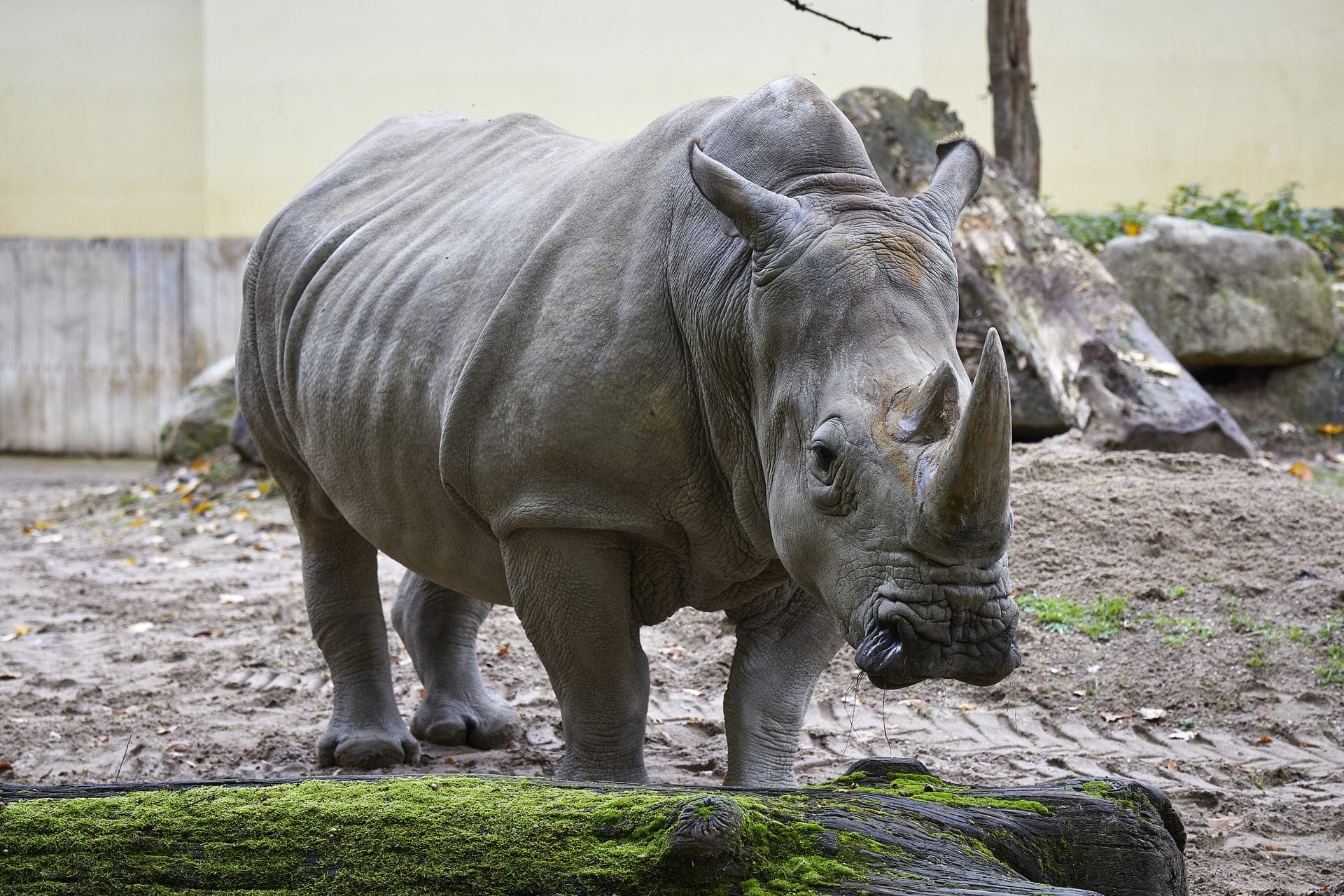 Rhinoceros at the Allwetterzoo Münster