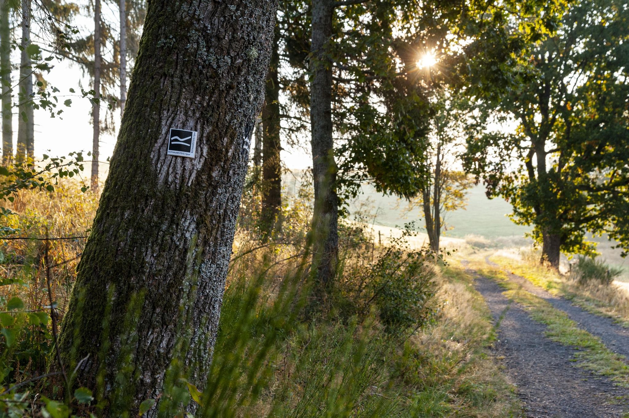 Bison trail in Siegen-Wittgenstein