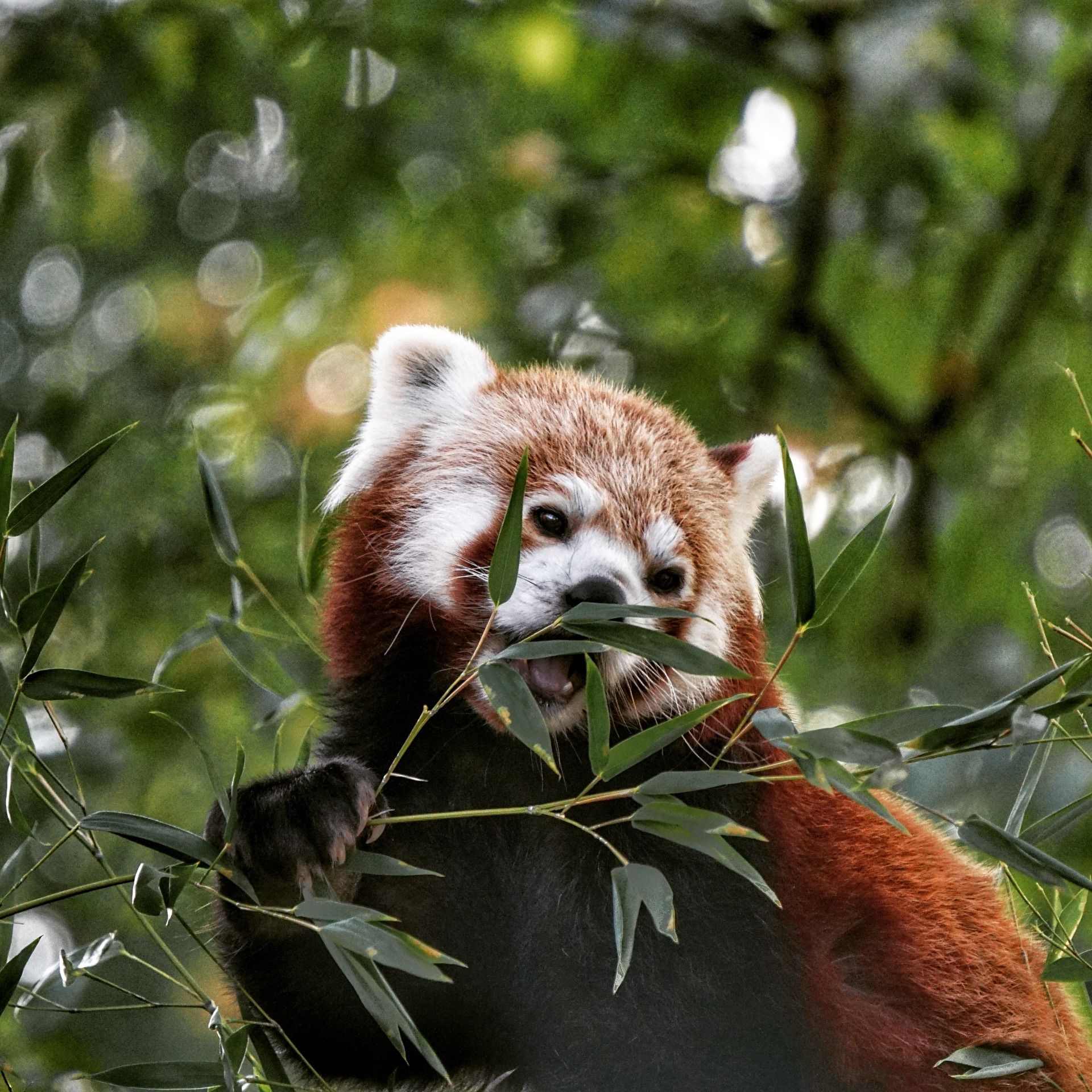 Little panda at Dortmund Zoo