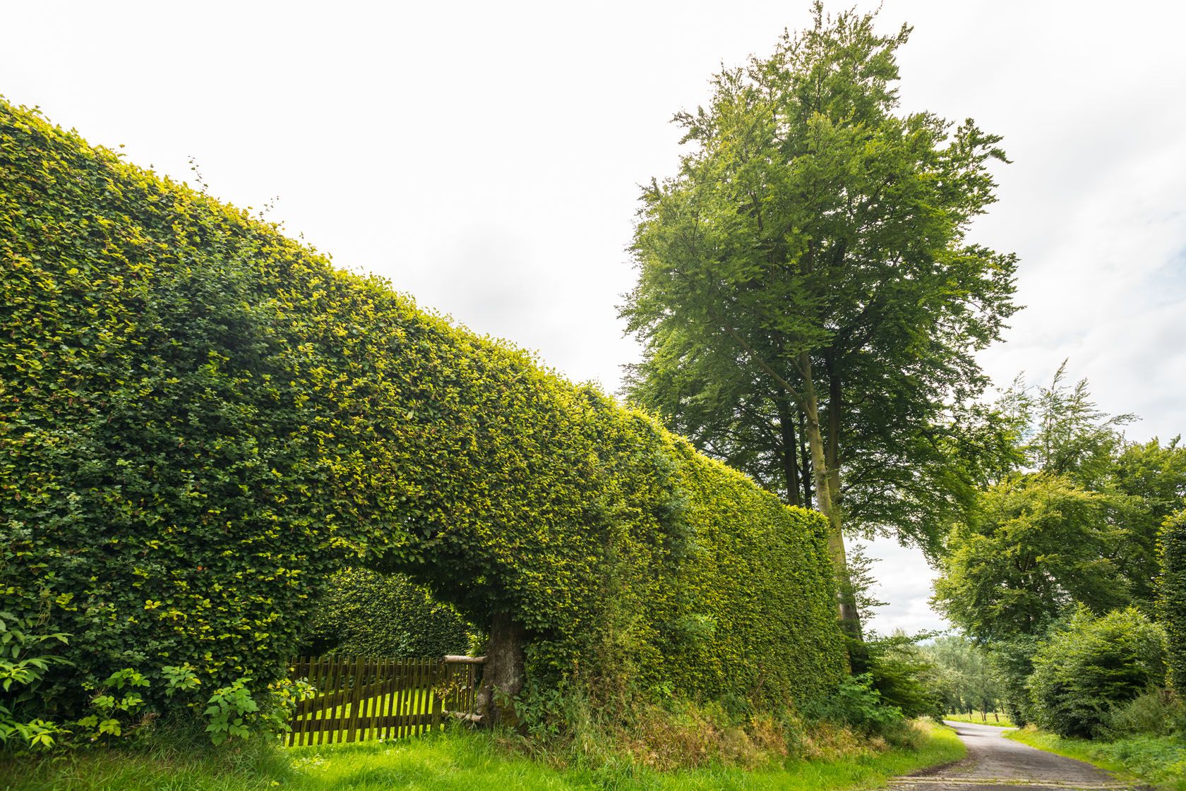 Beech hedges Vennbahn