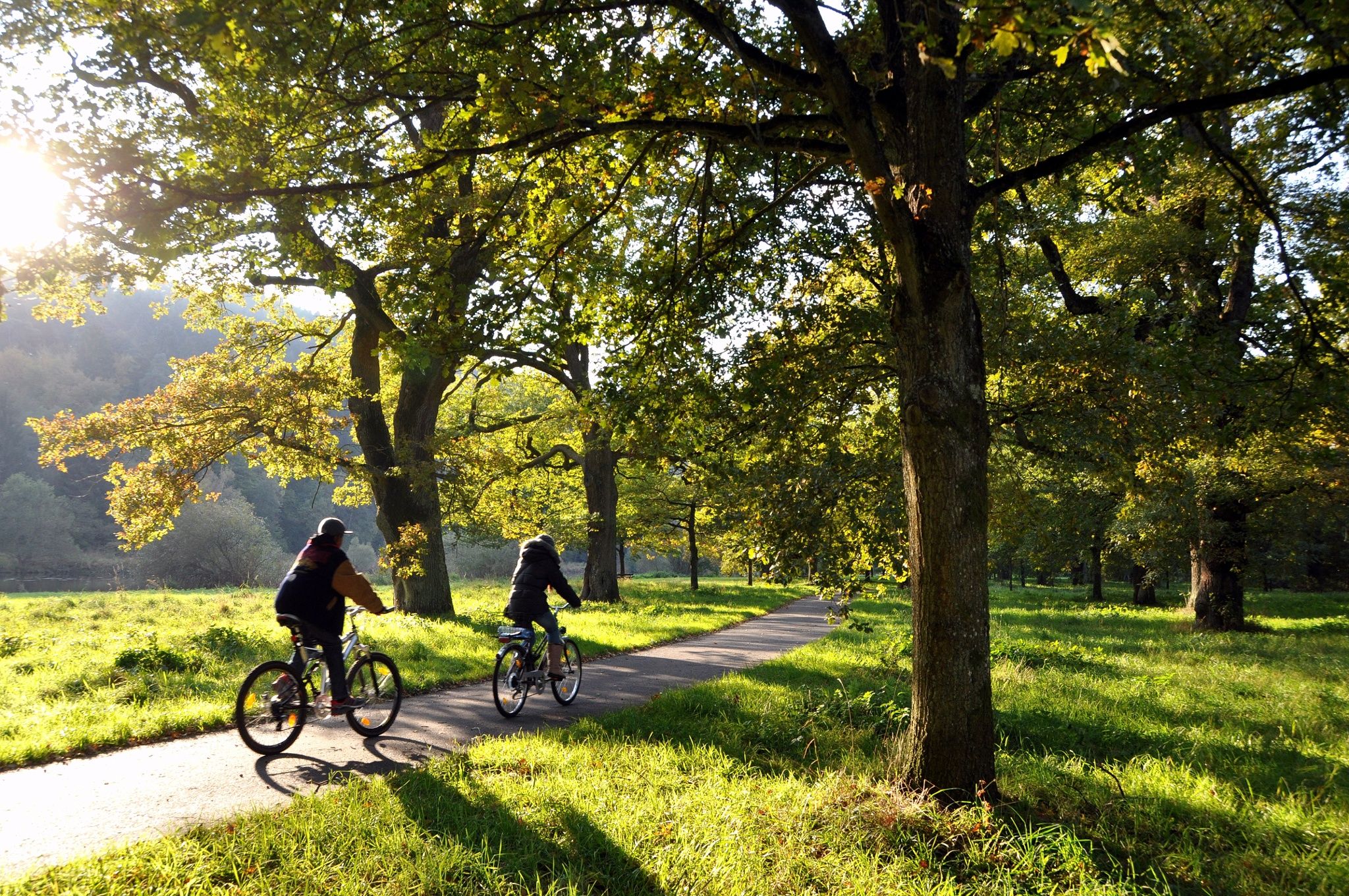 Along ancient trees - the oak grove in Windeck-Stromberg