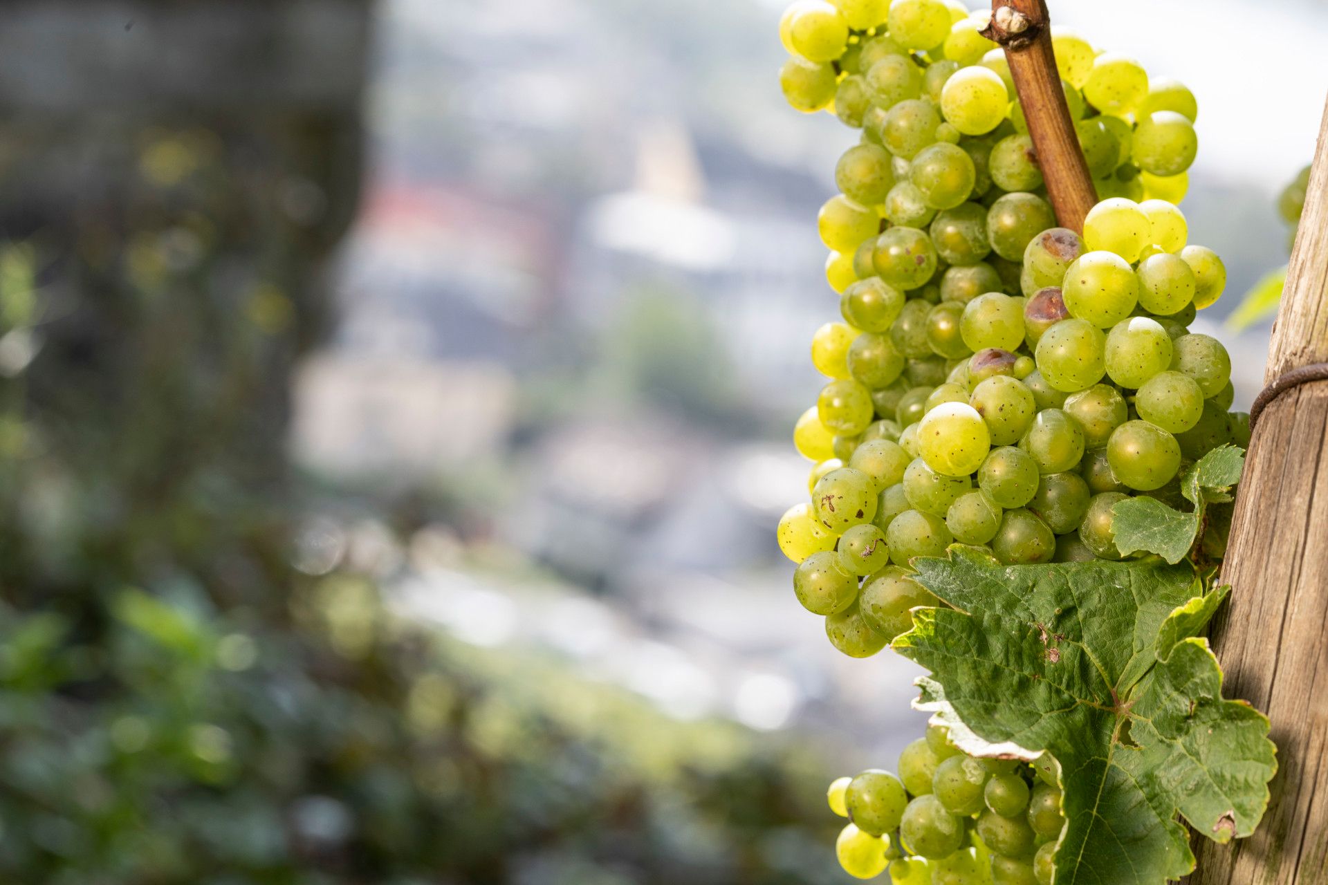 Tourismus NRW e.V., Ralph Sondermann, Weinreben in Weinberg im Siebengebirge, Rhein-Sieg-Kreis