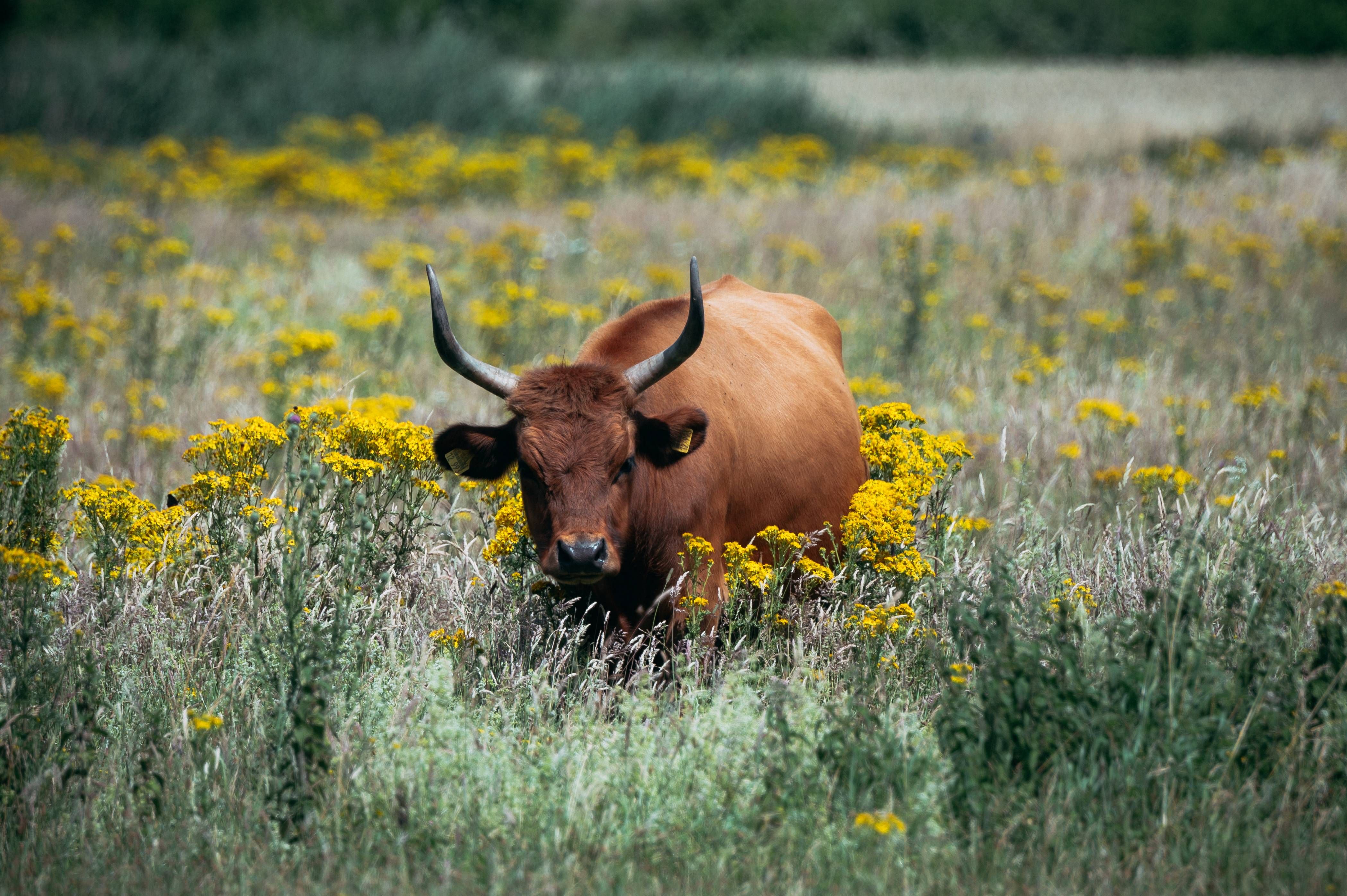 Heck cattle in the Steverauen in Olfen