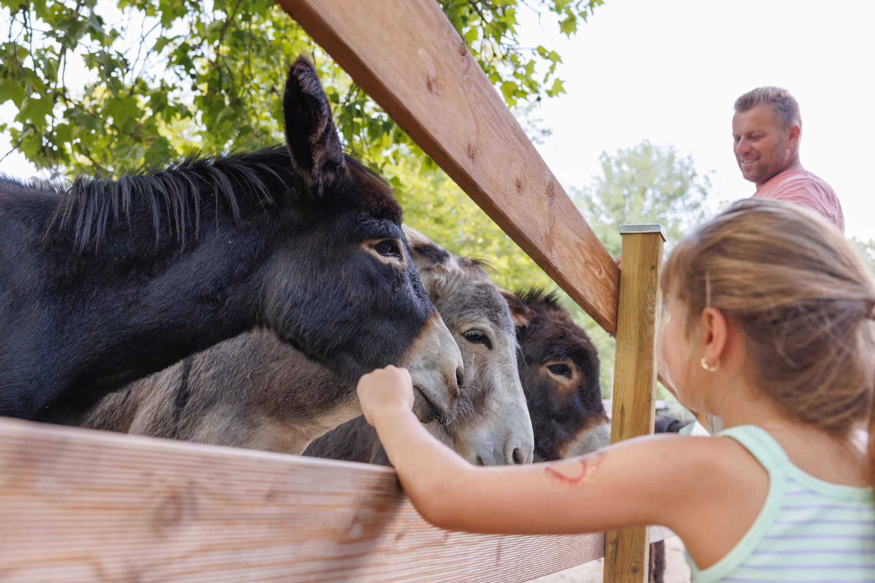 Donkeys at Alsdorf Zoo