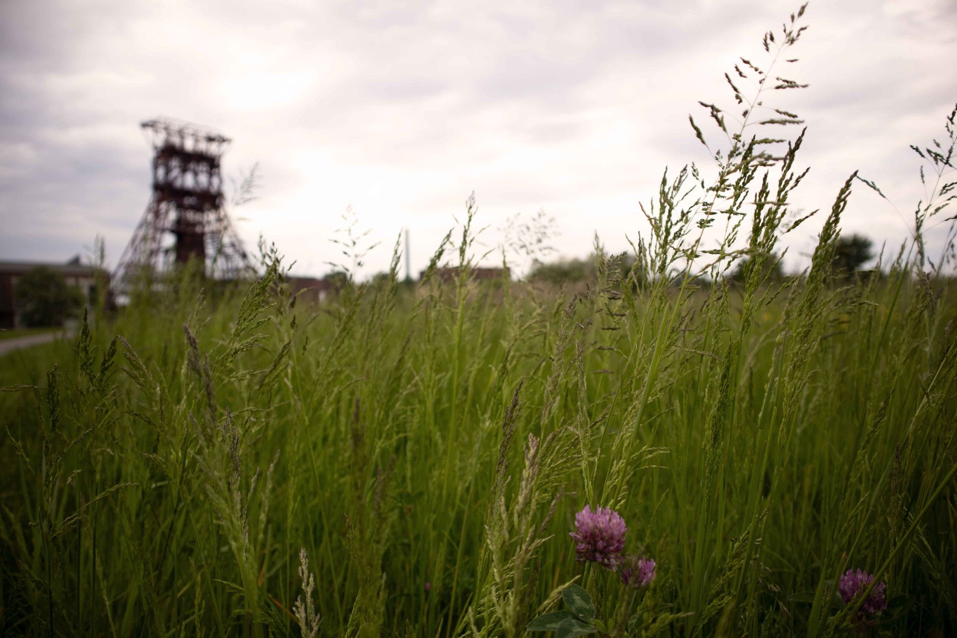 Halde mit Gräsern, Gelsenkirchen