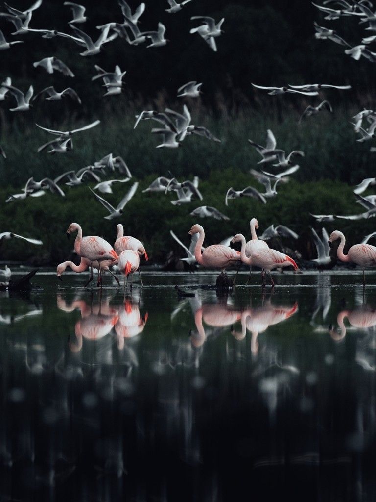 Max Fischer @iamarux, Tourismus NRW e.V., Flamingos im Zwillbrocker Venn, Münsterland