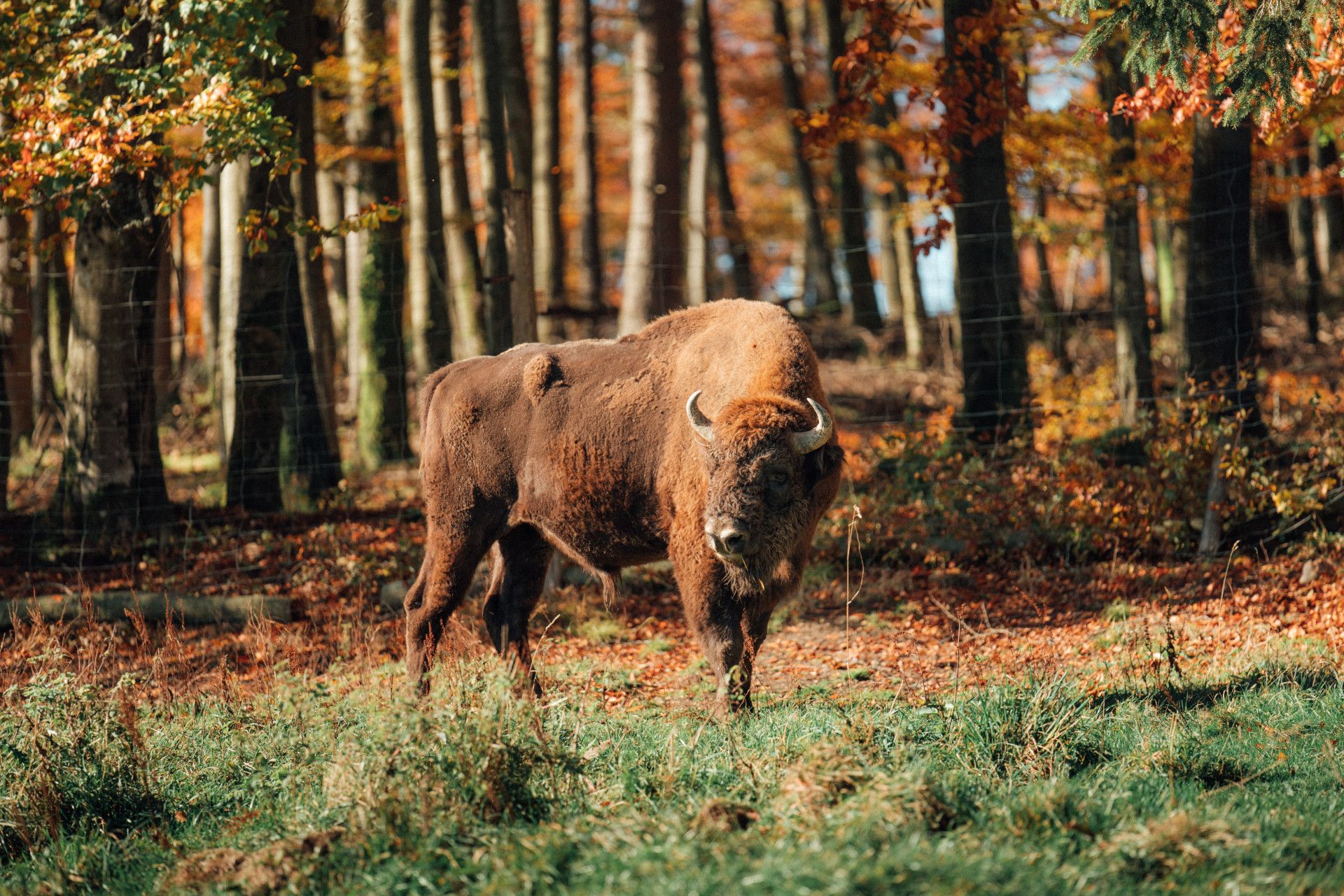 Wisent-Wild Show enclosure Wisent