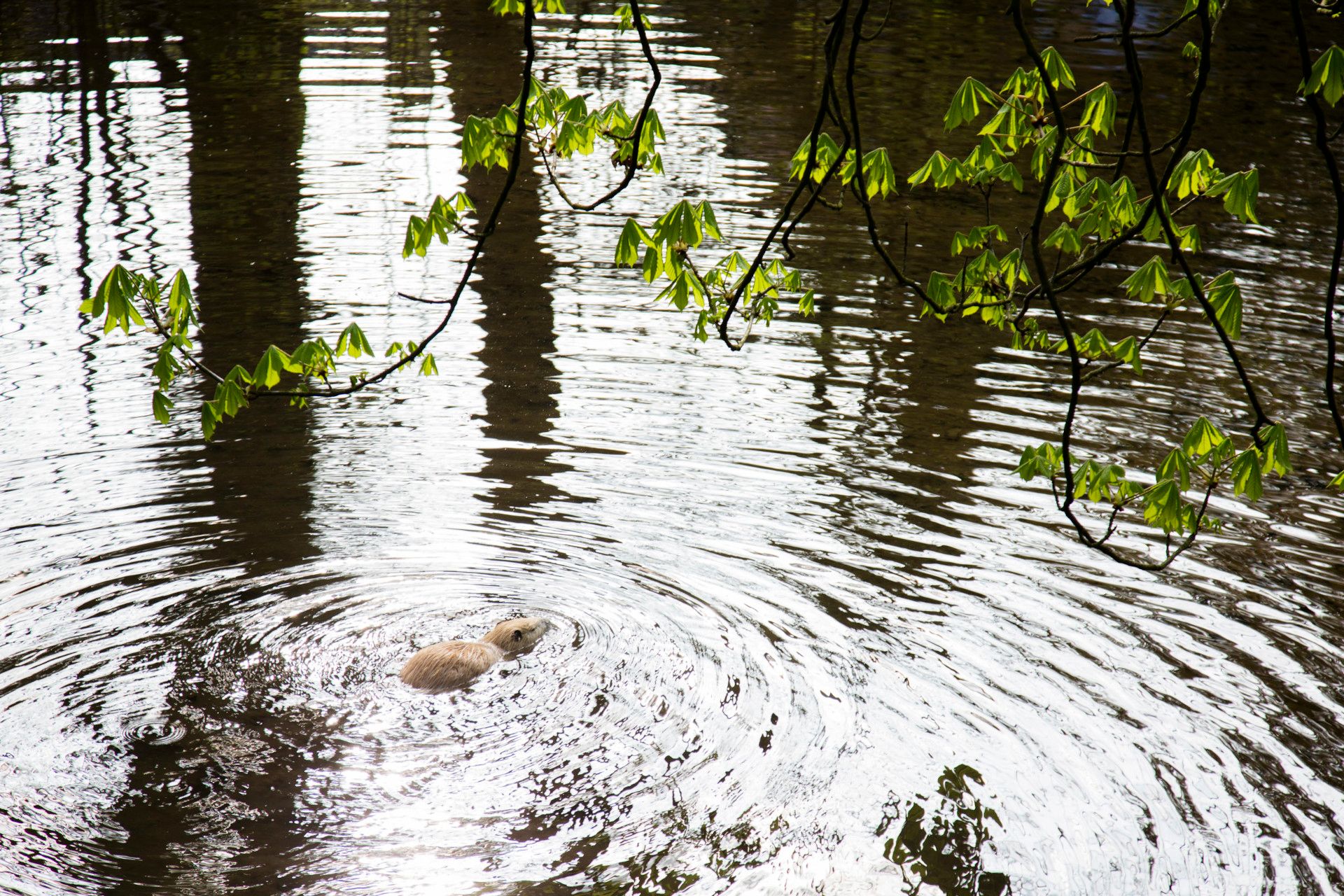 Teich im Schlosspark Schloss Türnich, Rhein-Erft-Kreis