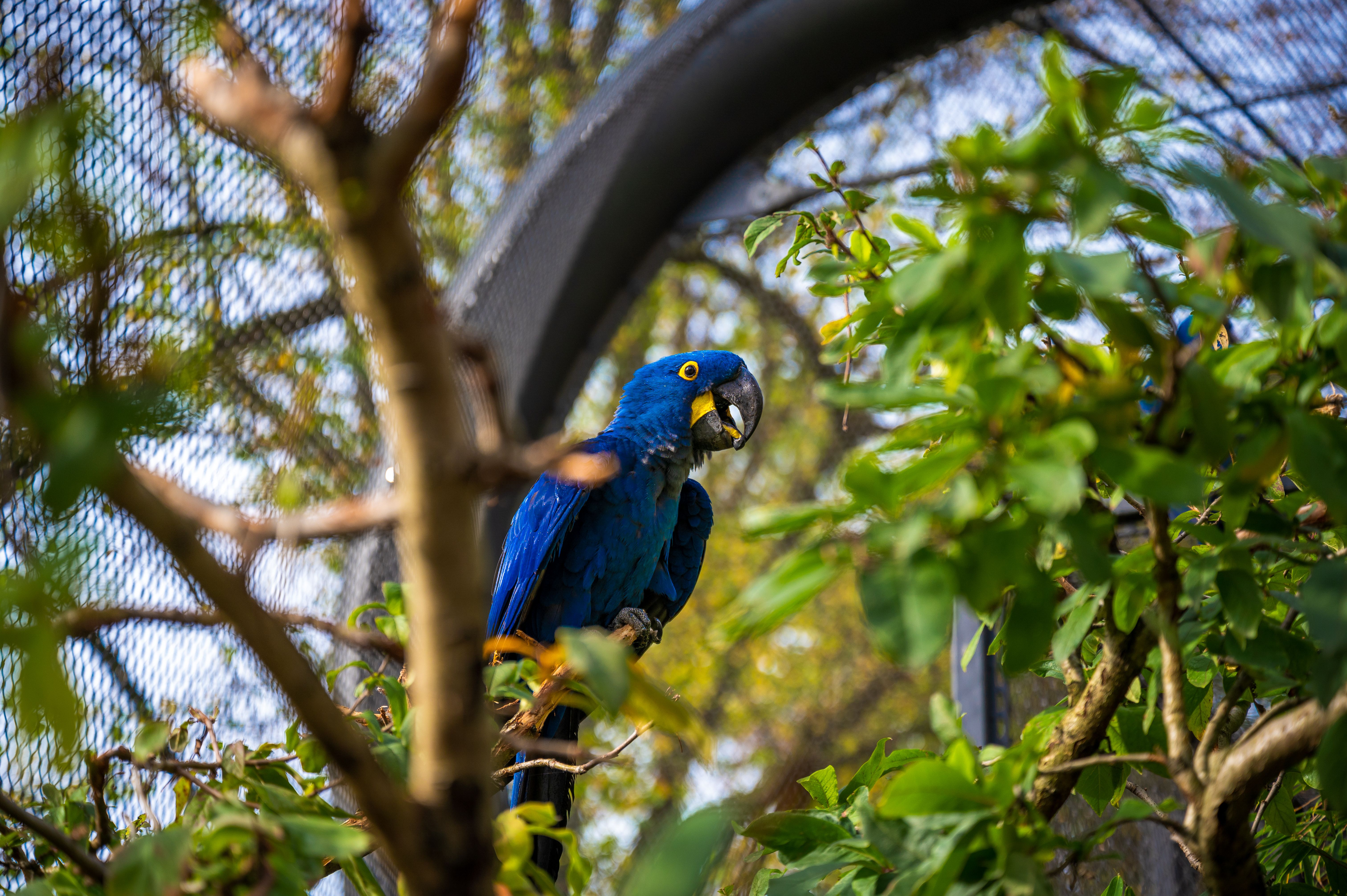 Parrot at Wuppertal Green Zoo