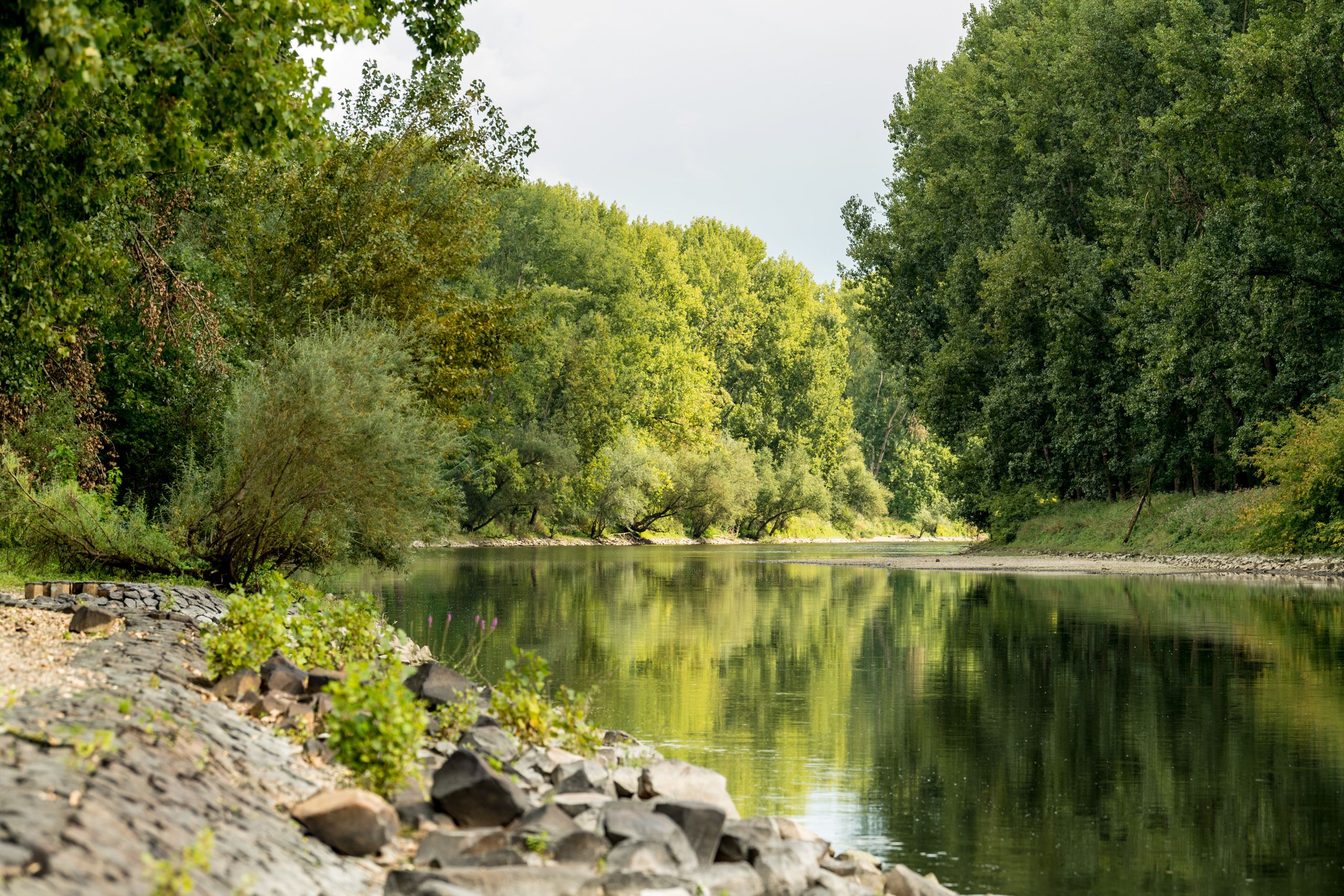 Along the Rhine cycle path