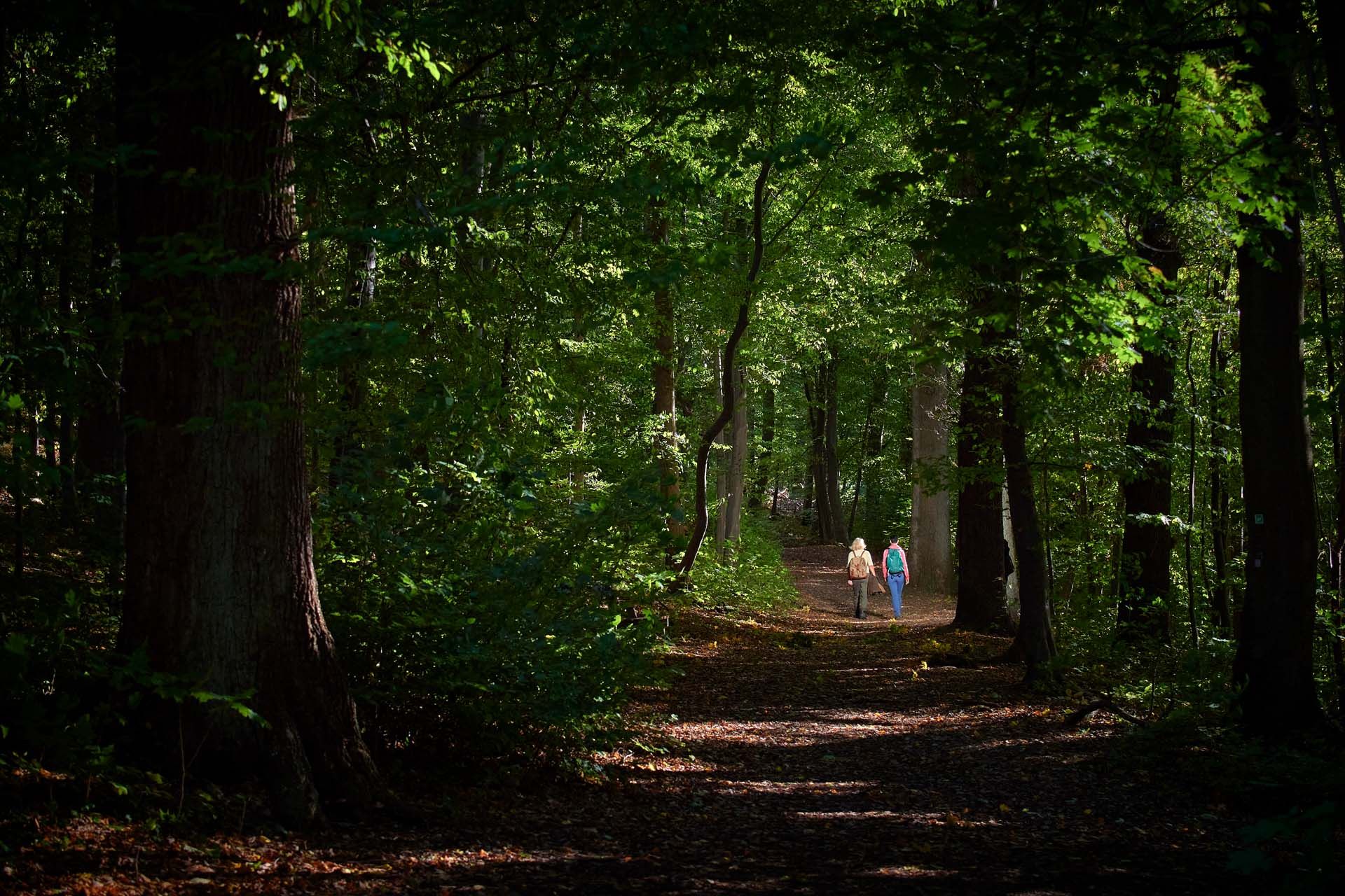 Hiking Arnsberg Forest Nature Park