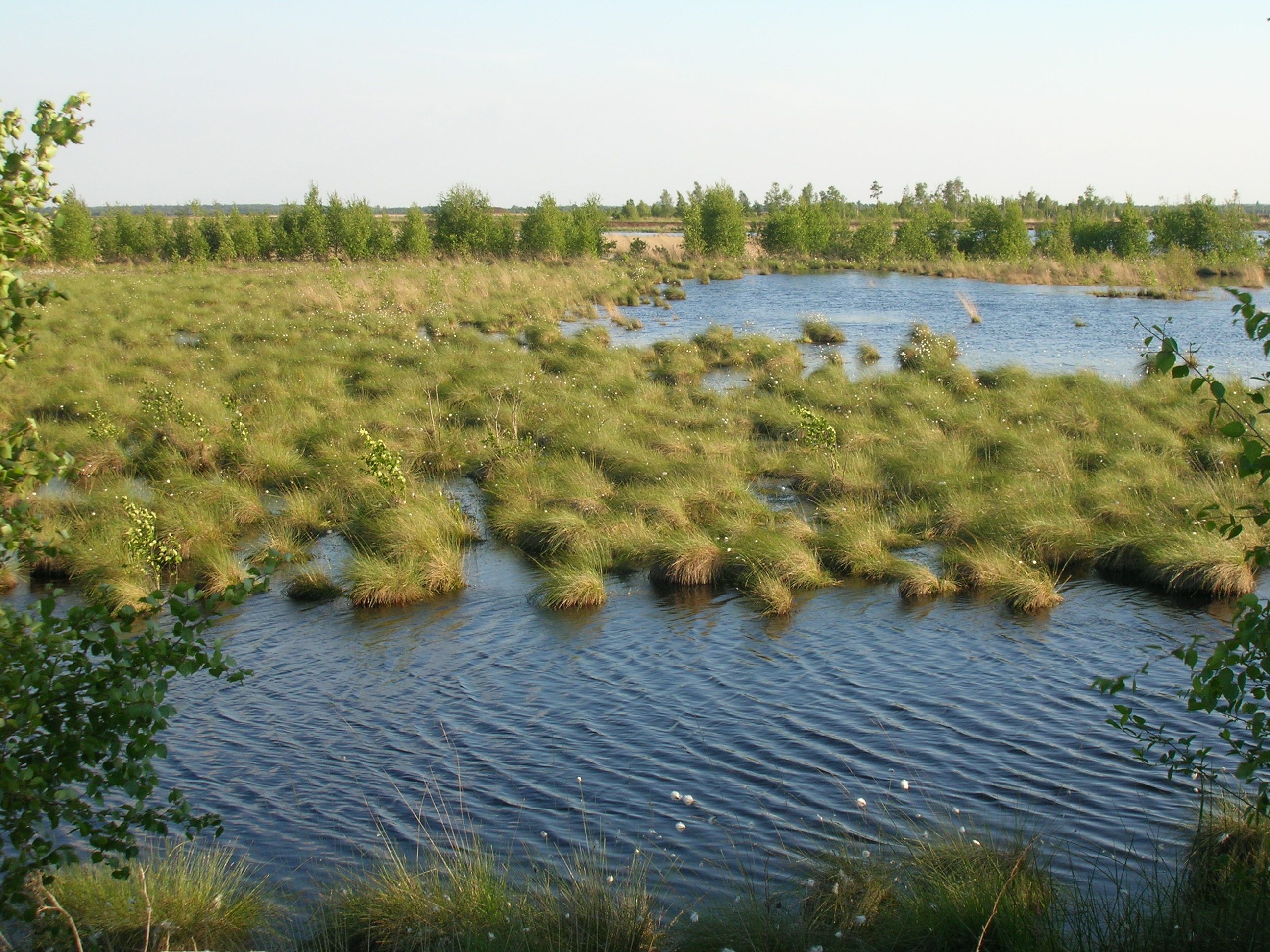 Moor renaturation Dümmer Nature Park