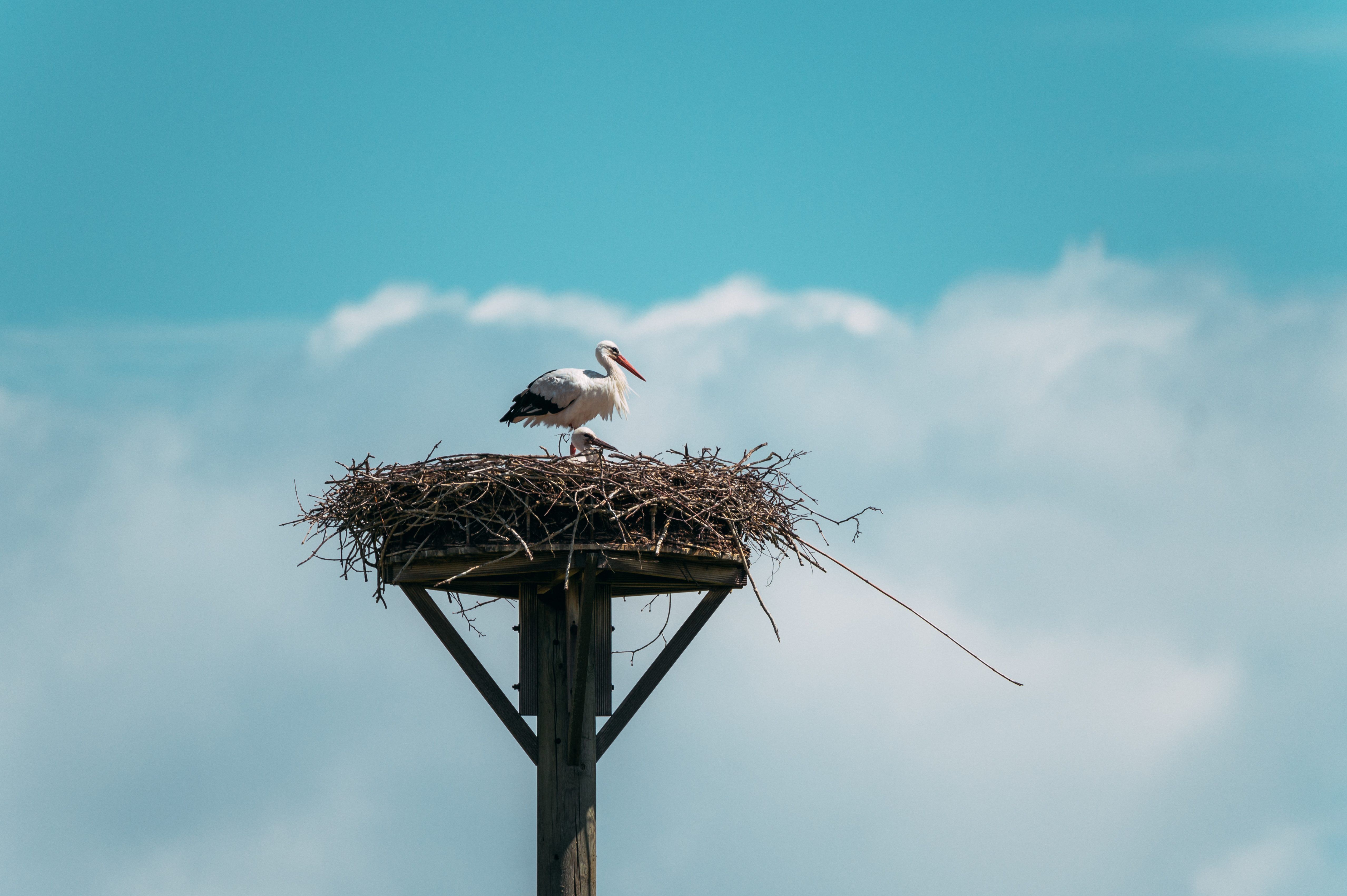 Stork, Steveraue, Olfen