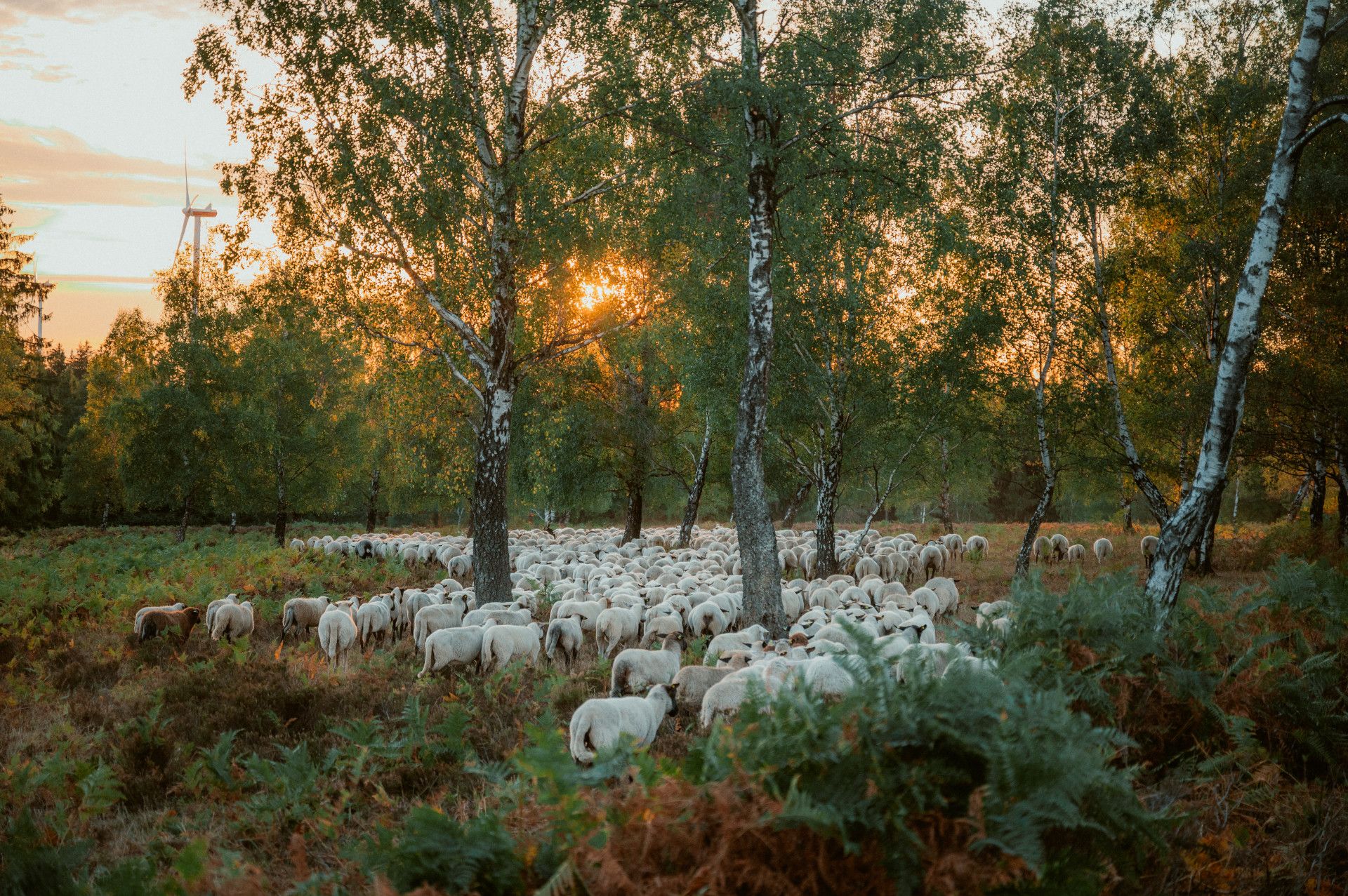 Struffeltroute flock of sheep Roetgen