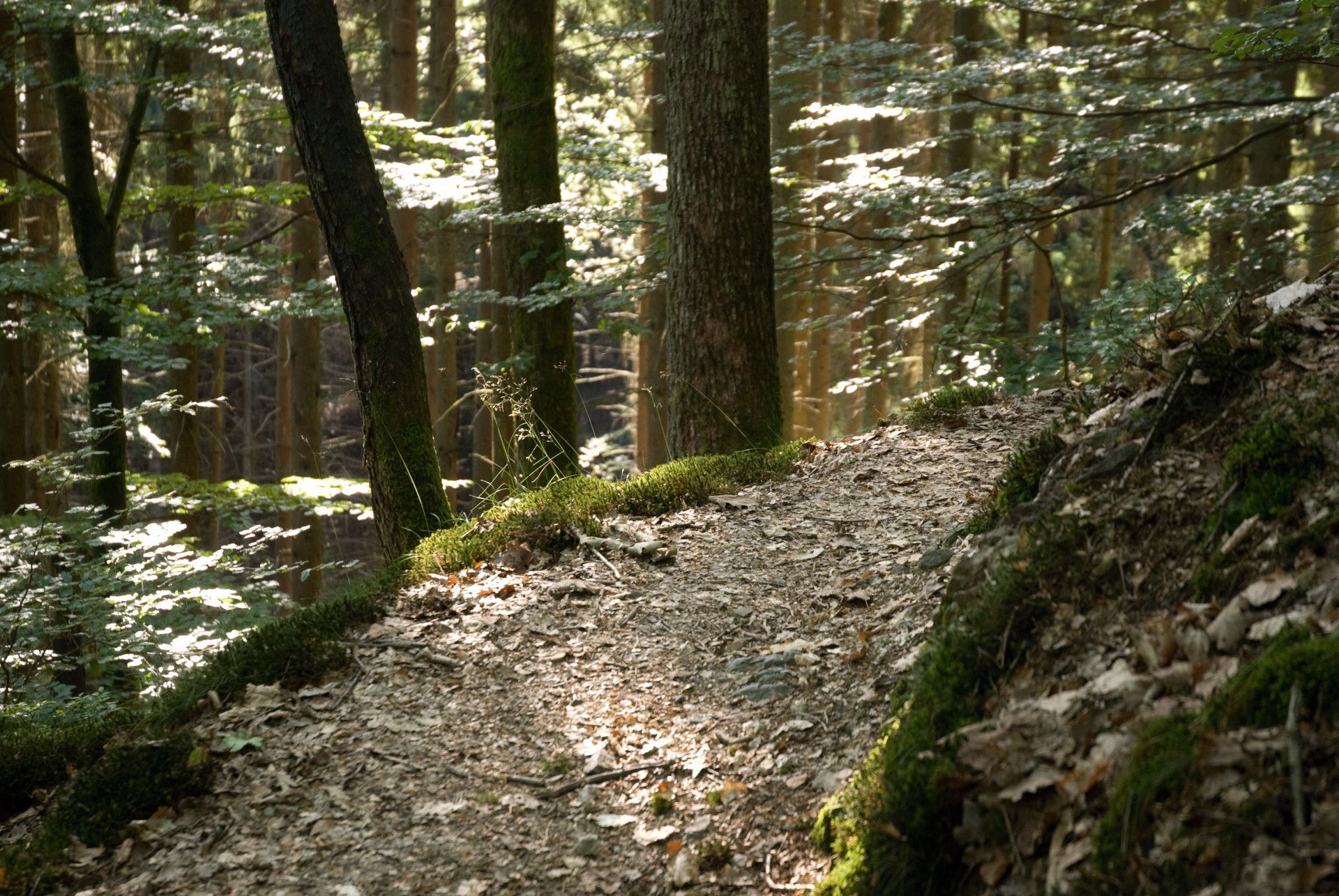 Path in the forest