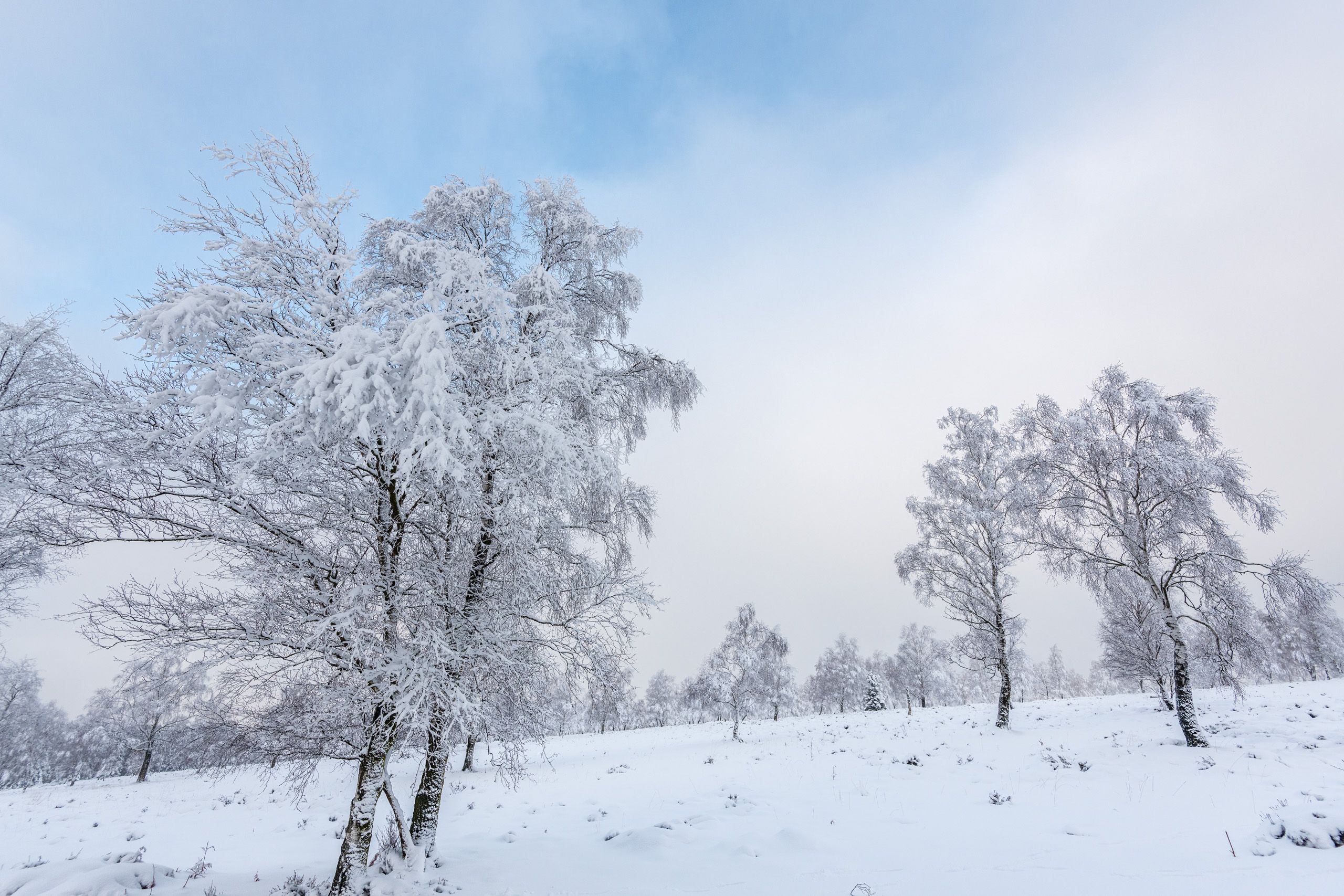 Struffelt Heath in winter, Eifel