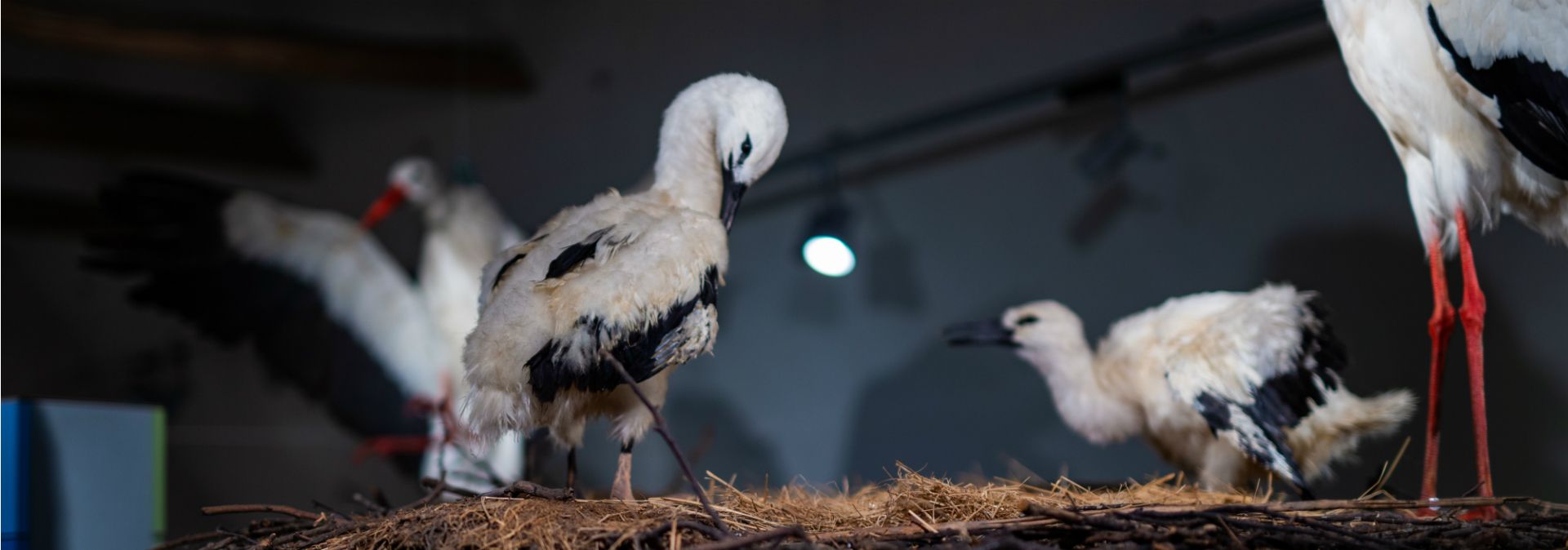 A mighty stork's nest forms the centerpiece of the museum