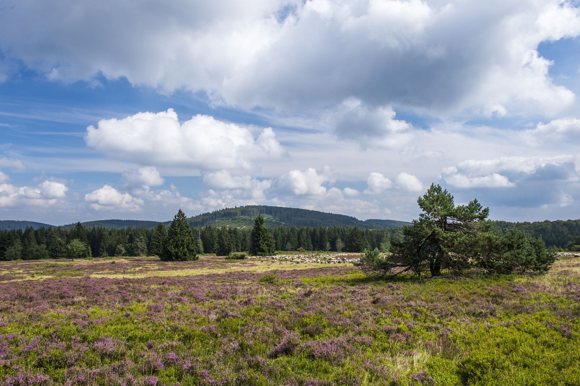 High heath on the Kahler Pön near Medebach-Düdinghausen