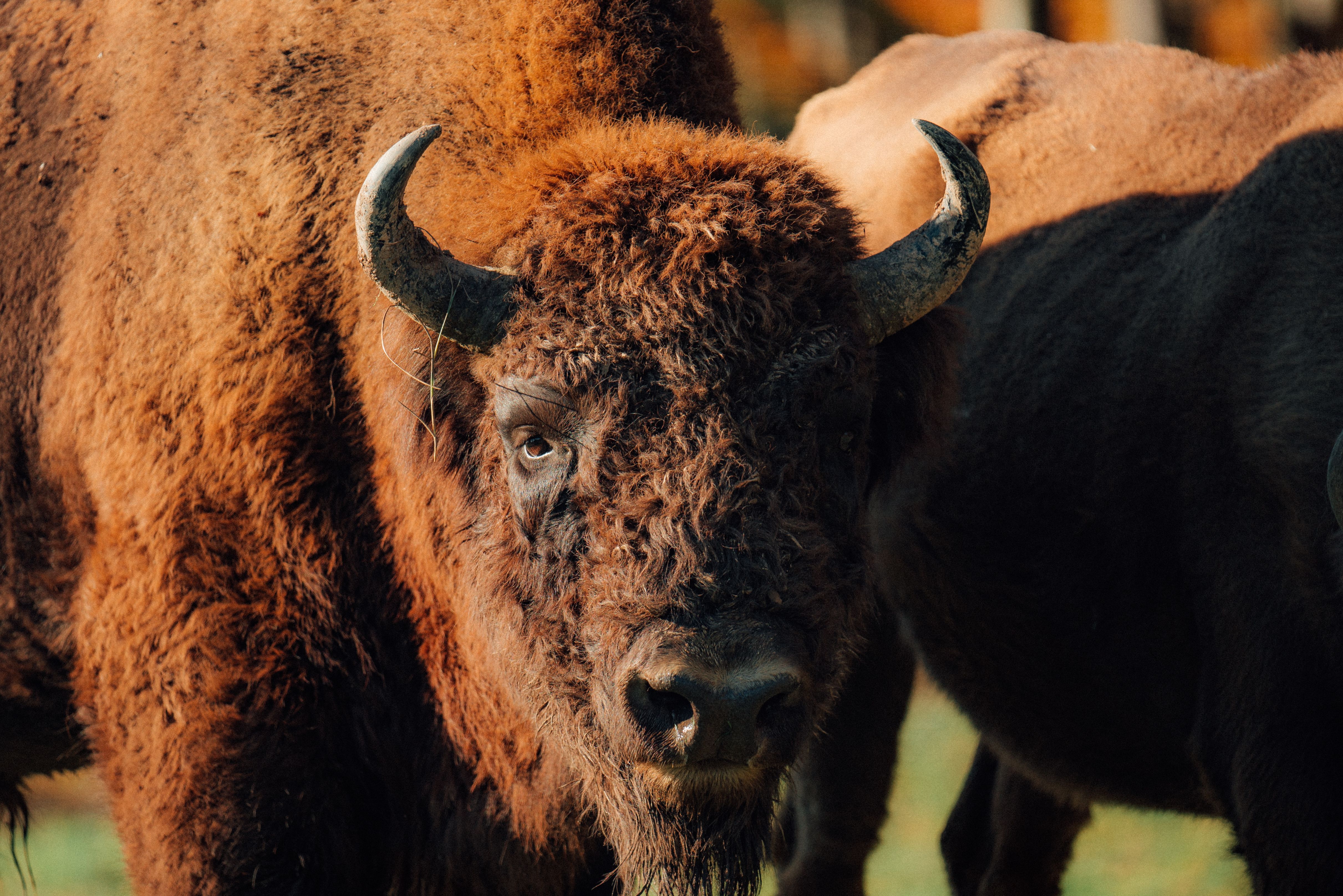 Bison, close up