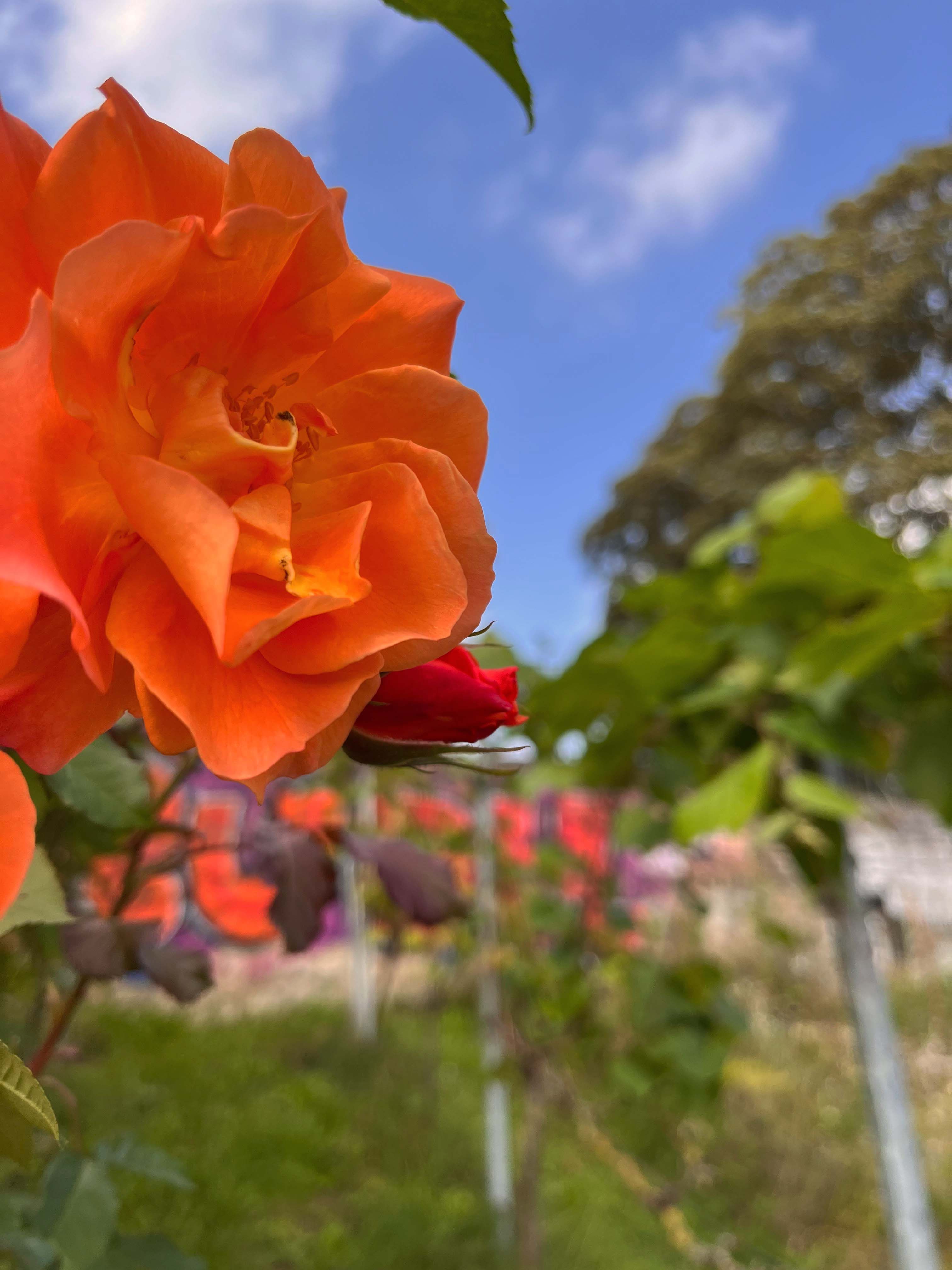 Tourismus NRW e.V., Rose auf dem Johannisberg in Bielfeld.