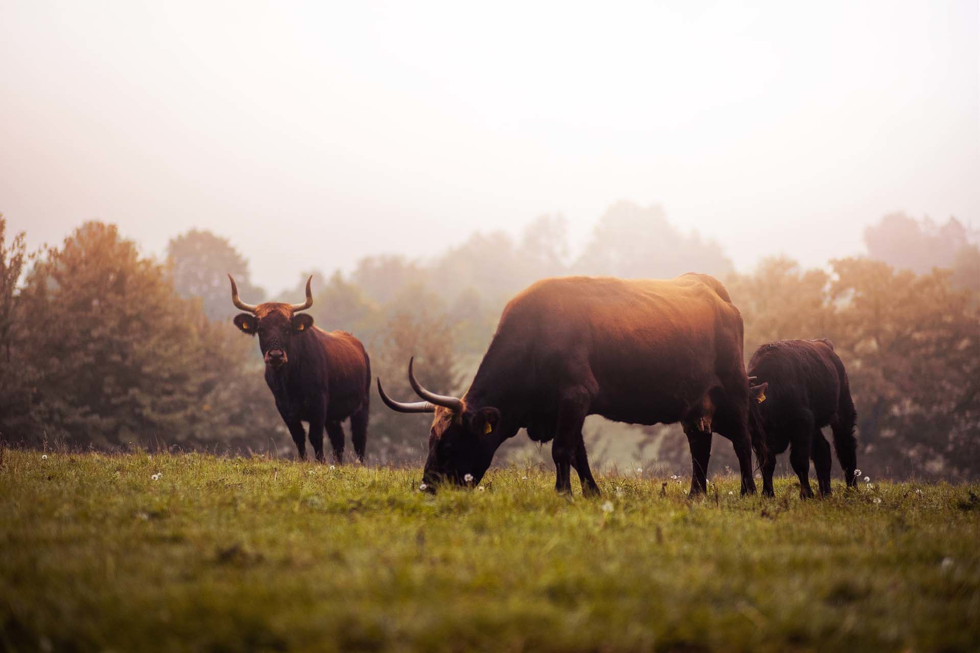 Tourismus NRW e.V., Ice age enclosure neanderland