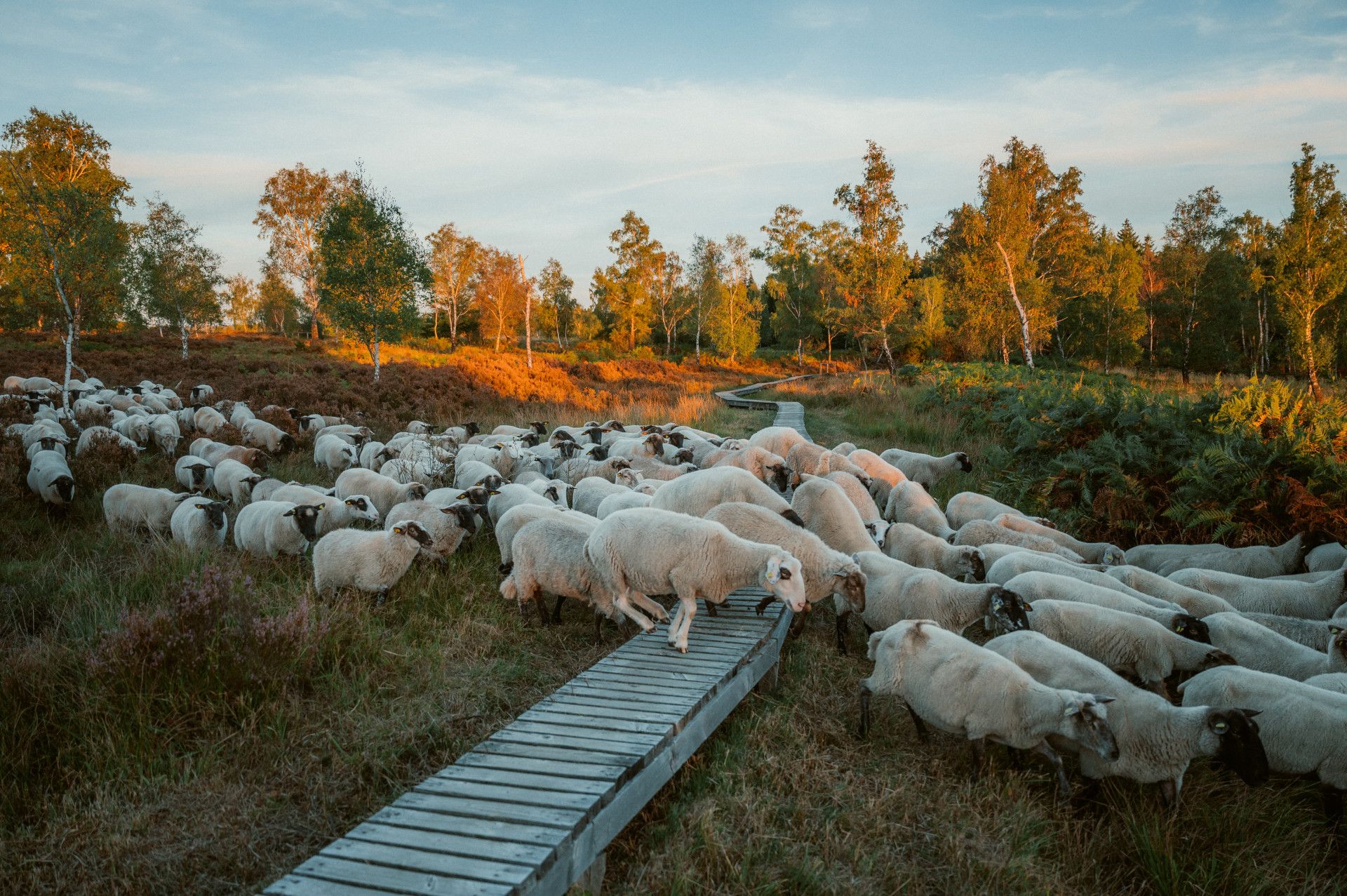 Struffeltroute flock of sheep Roetgen