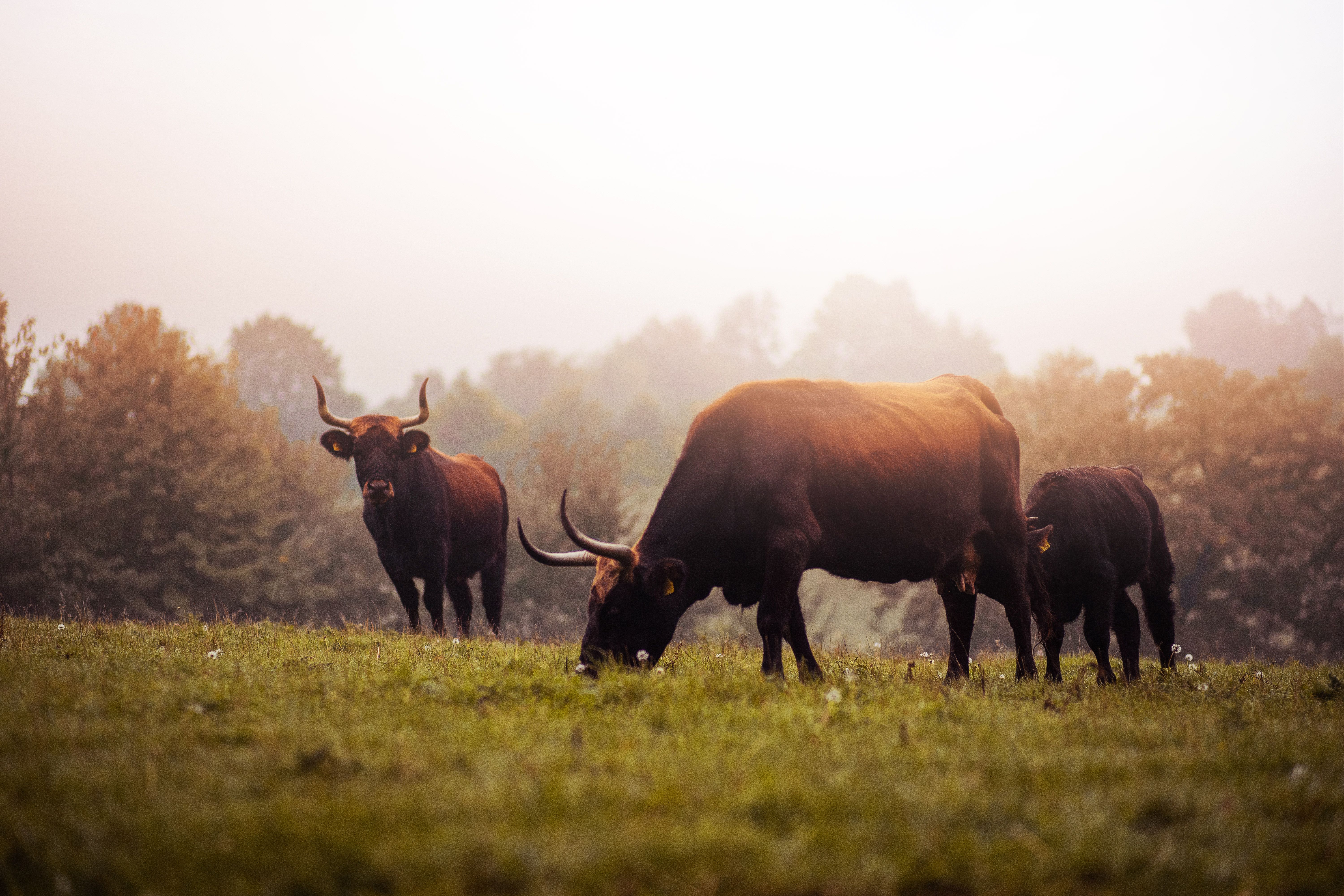 Tourismus NRW e.V., Eiszeitliches Wildgehege Auerochsen auf der Wiese