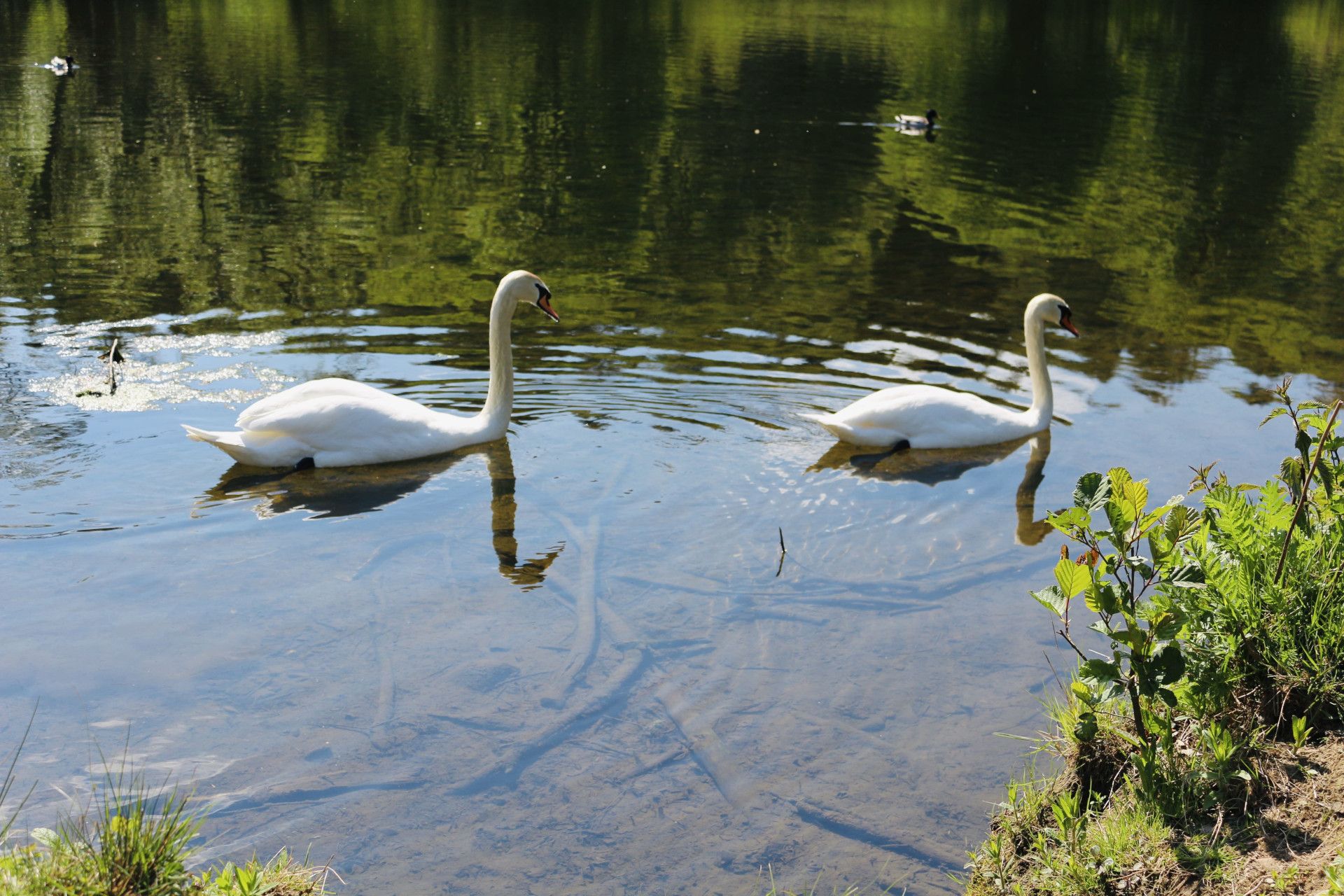 Tourismus NRW e.V., Schwäne Mäanderweg