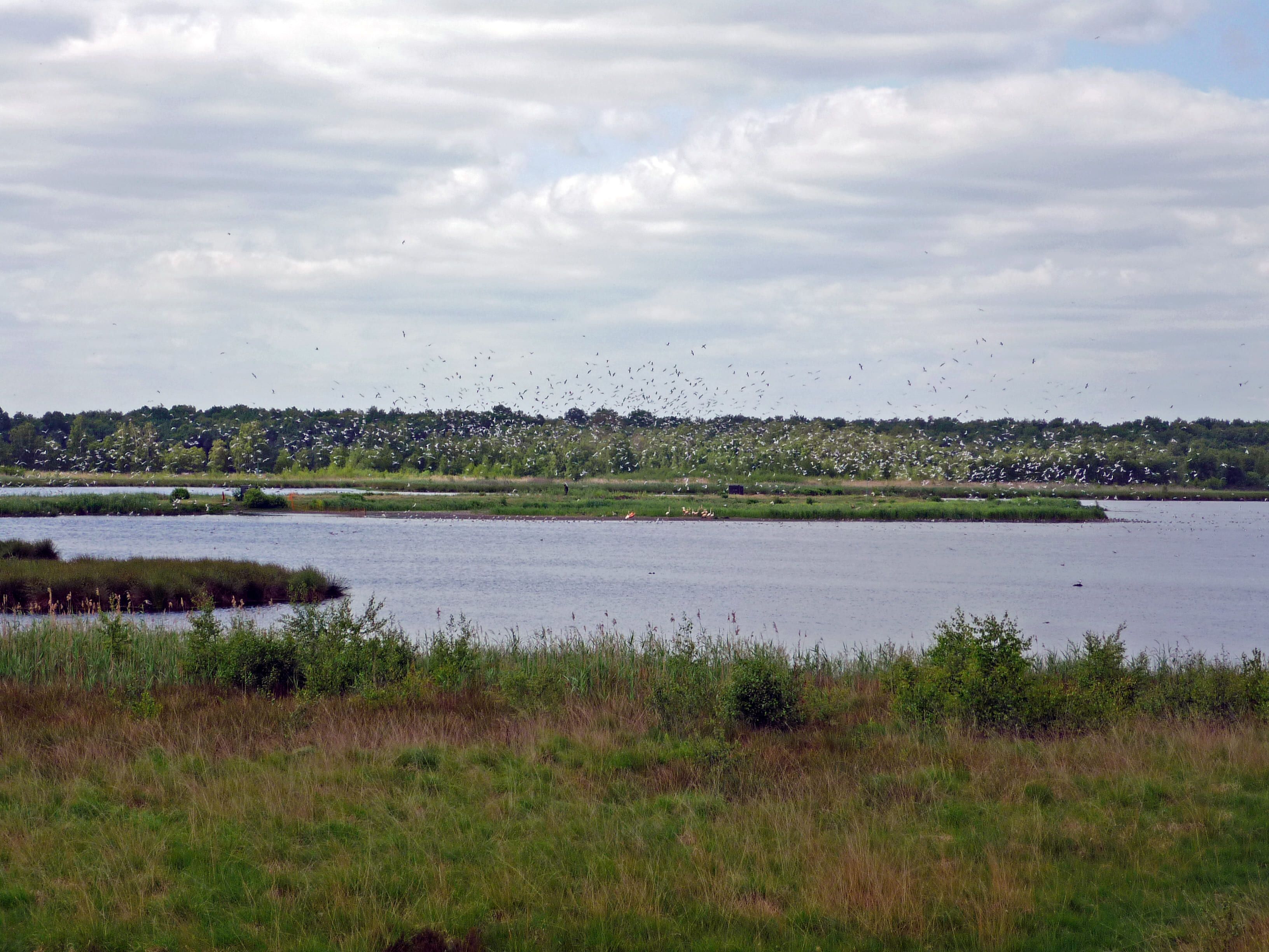 ature protection area Zwillbrocker Venn Vreden