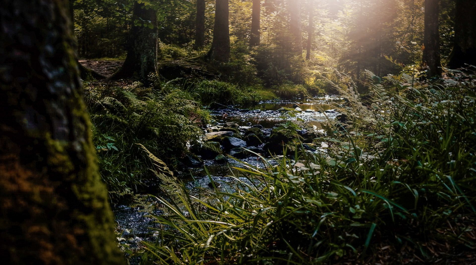 Silberbachtal Bachlauf