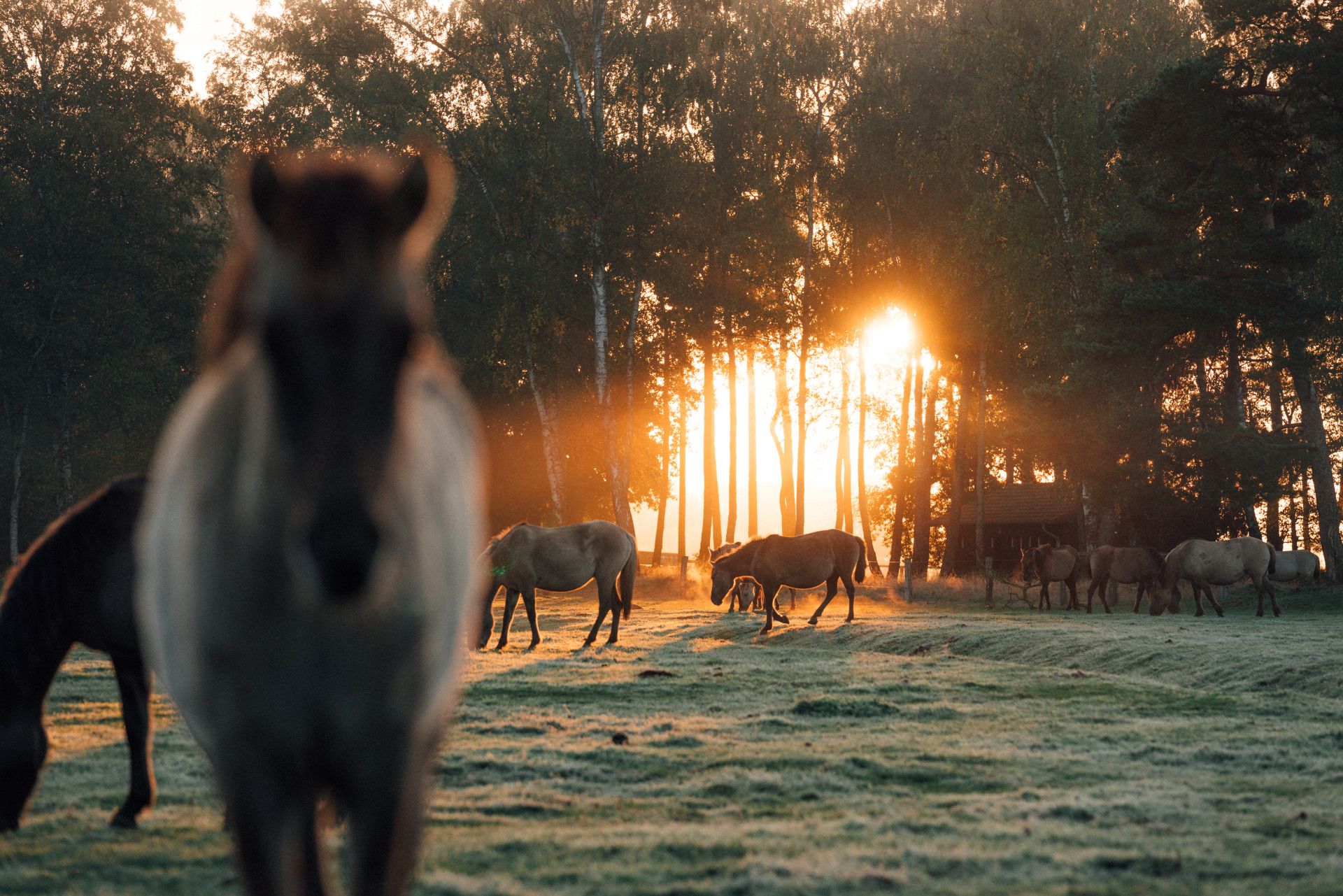 Merfelder Bruch Wildpferde Sonnenaufgang