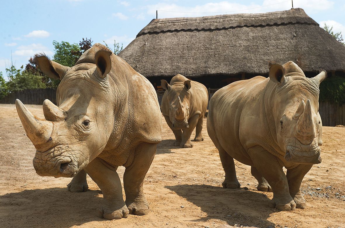 White rhinos at the Zoom Erlebniswelt