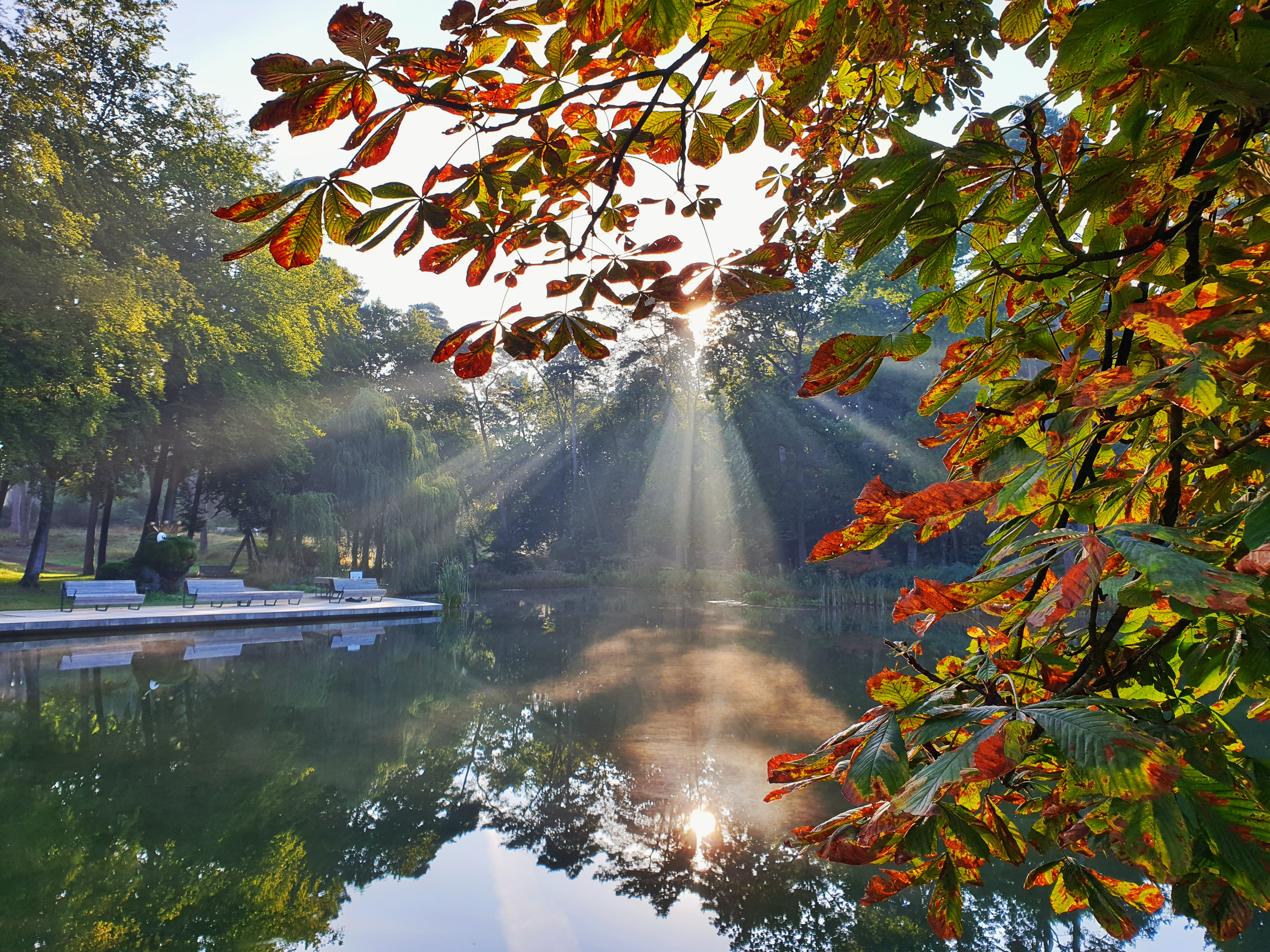 lake with leaves