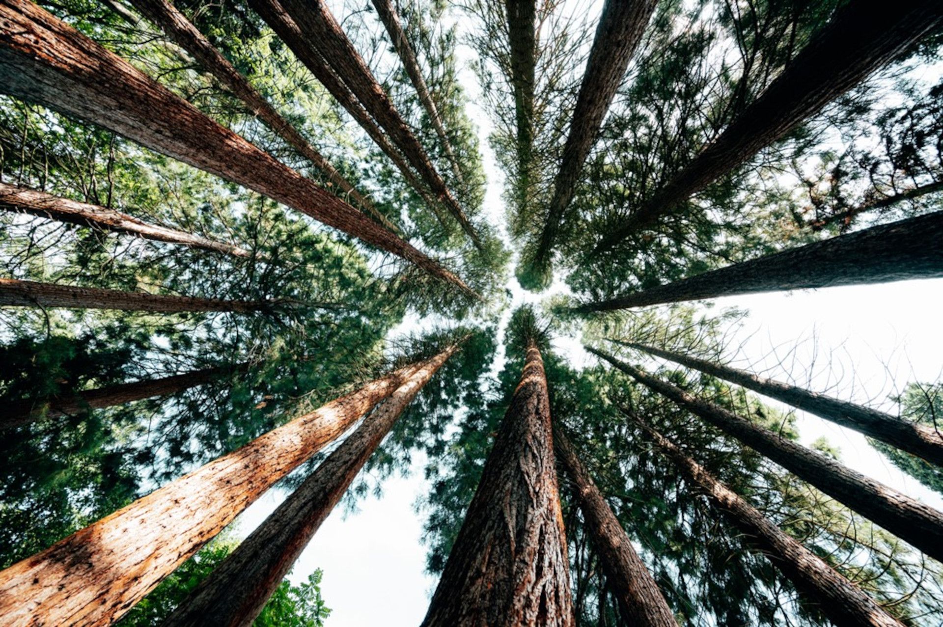 Sequoiafarm Kaldenkirchen Lower Rhine