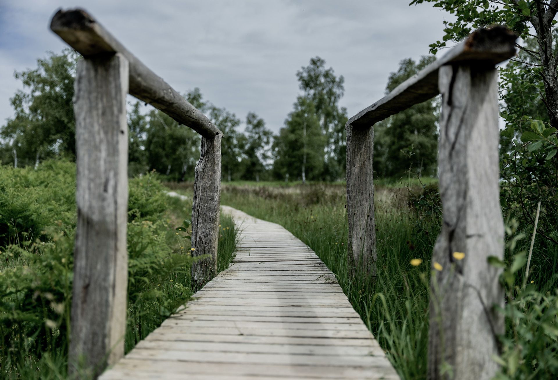 Struffeltroute, High Fens, Eifel