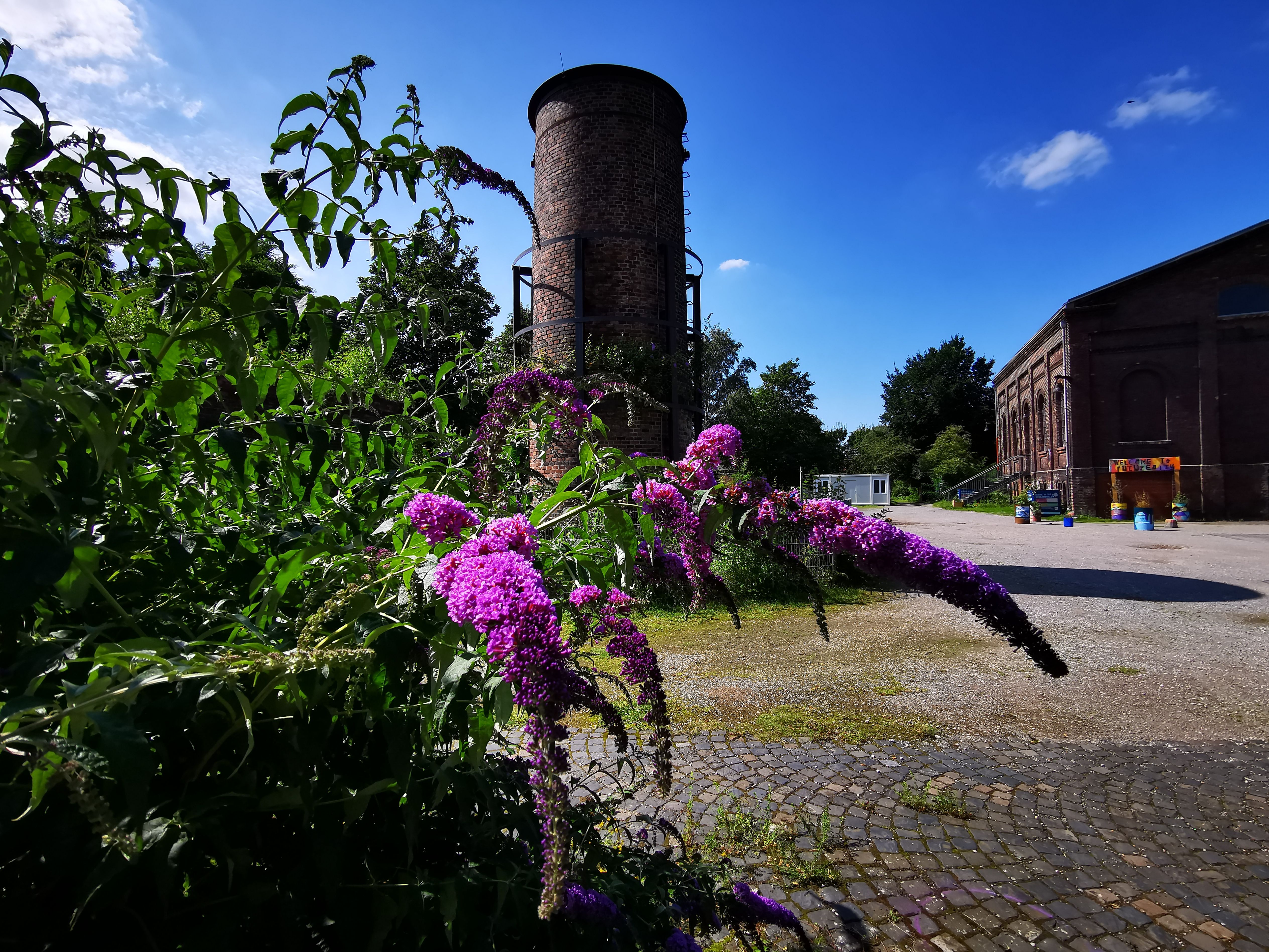 Butterfly bushes in front of the Carl colliery buildings