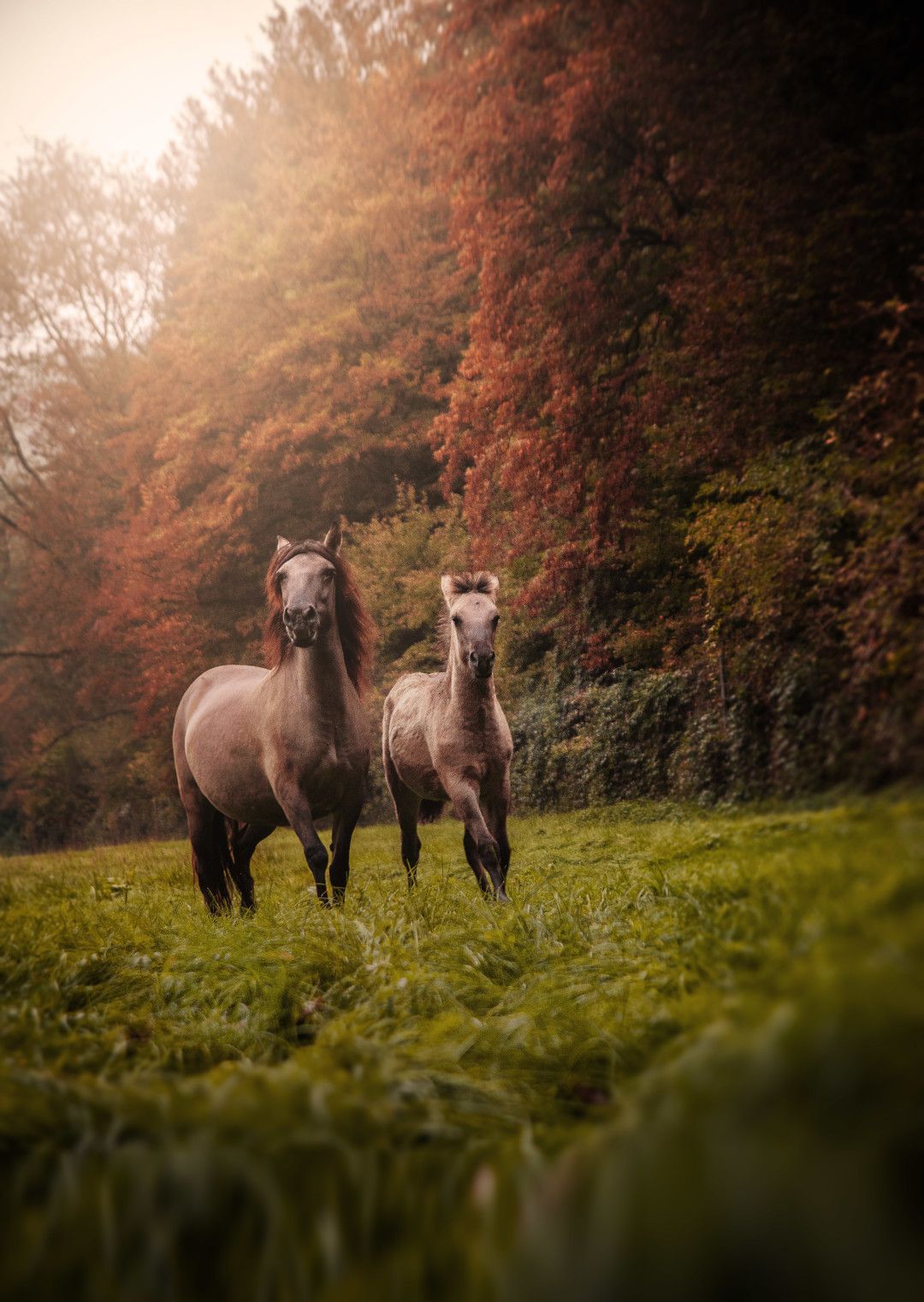 Wild horses, Ice Age game reserve