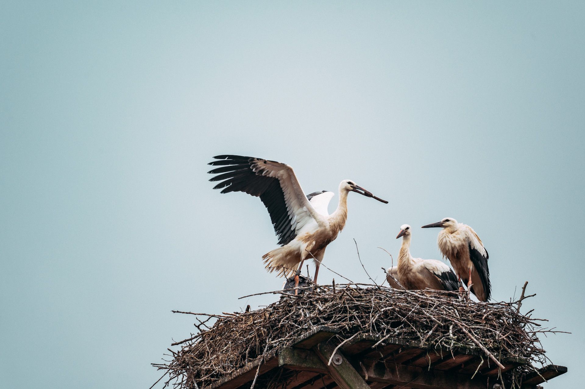 Storks at Olderdissen Zoo, Bielefeld