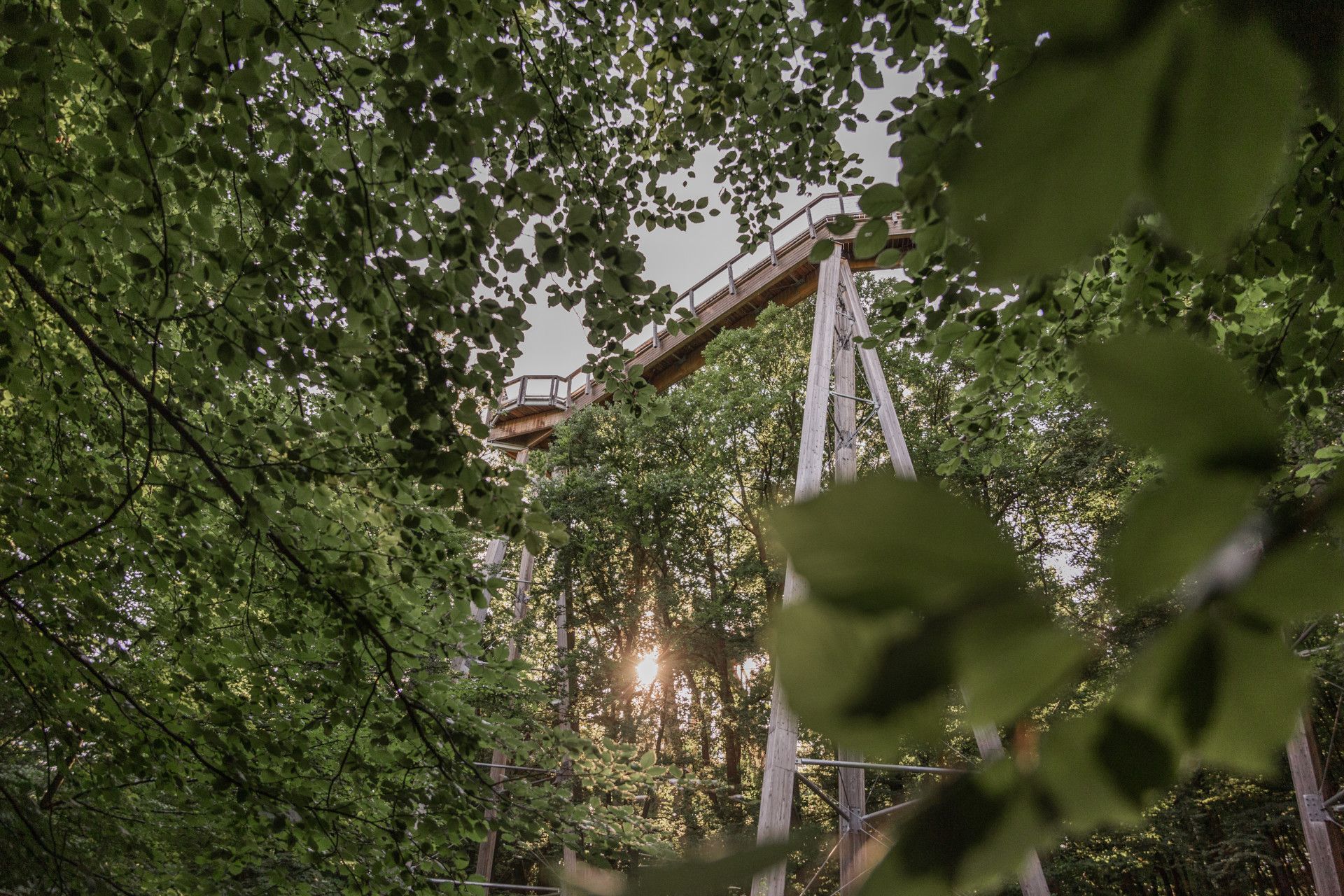 Panarbora treetop walk Froschperspektive, Waldbröl, Bergisches Land