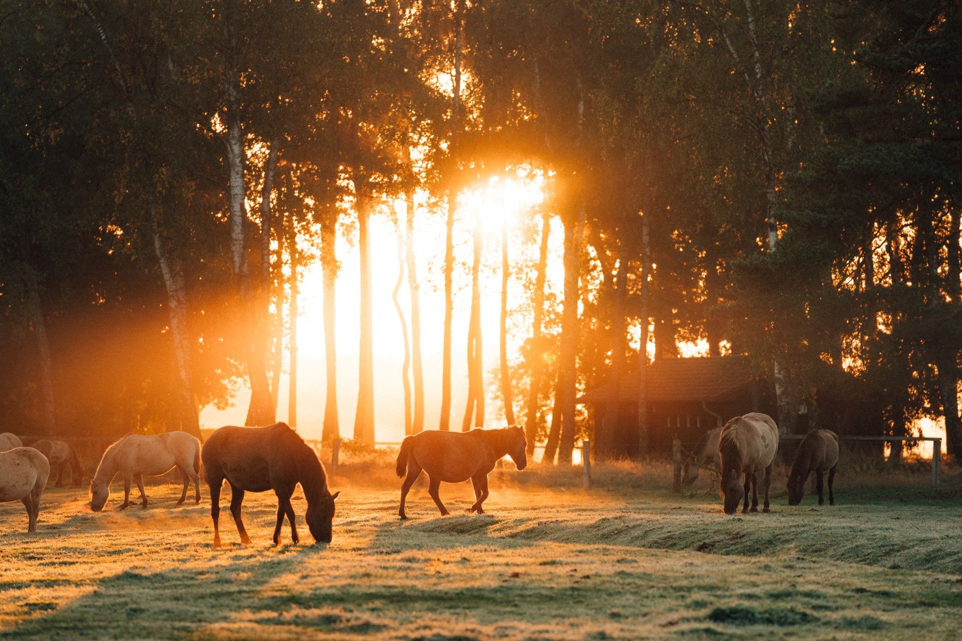 Wild horses on pasture in Münsterland