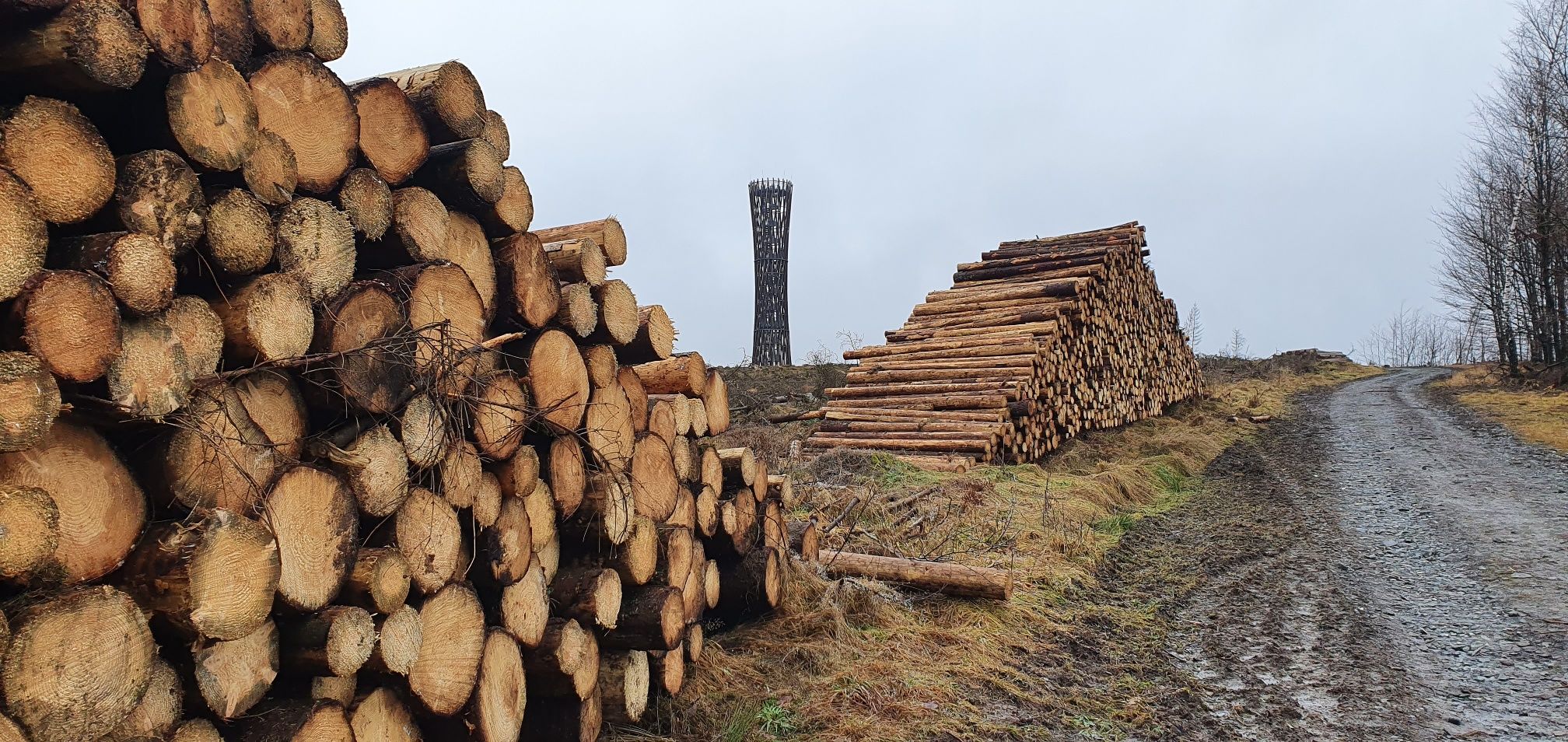 Wood by the wayside Lörmecketurm