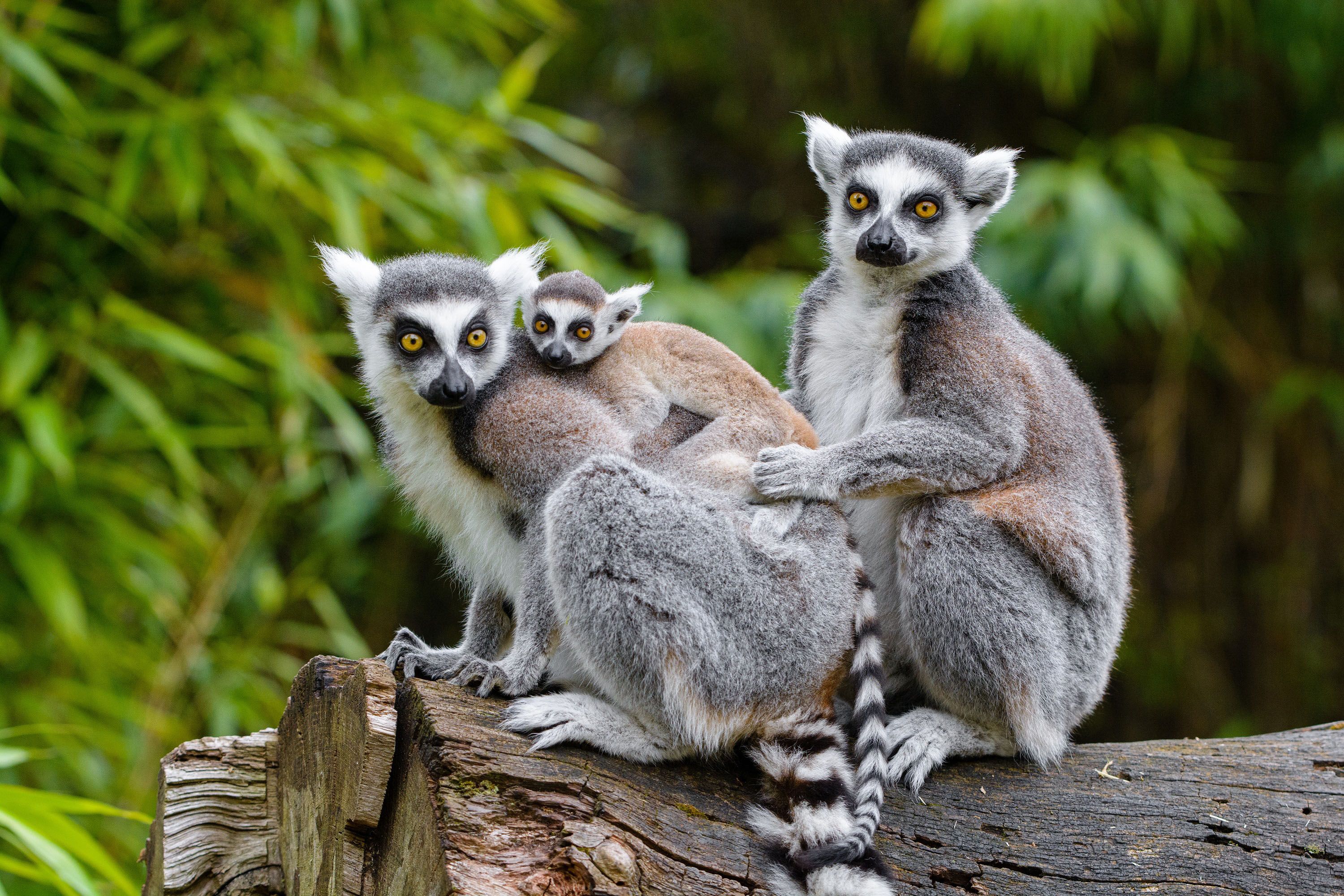 Katta family at Duisburg Zoo