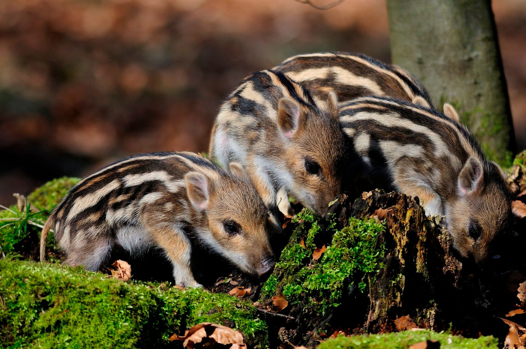 Wildwald Vosswinkel Frischlinge