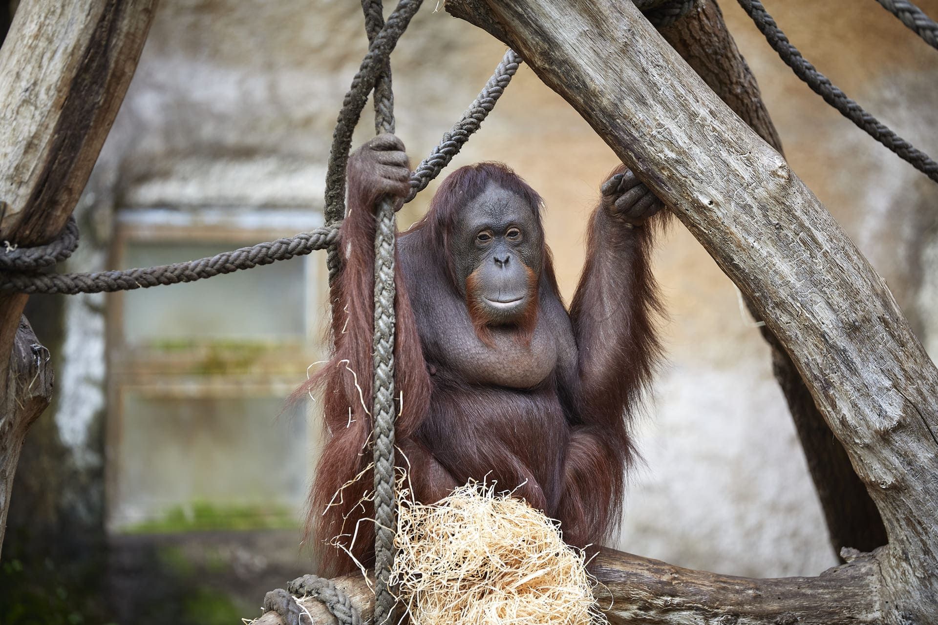 Orangutan at the Allwetterzoo Münster